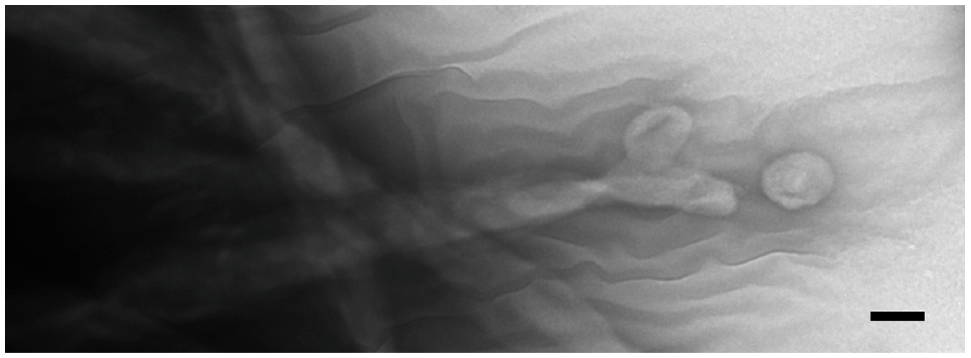 Microorganisms 13 00803 g004