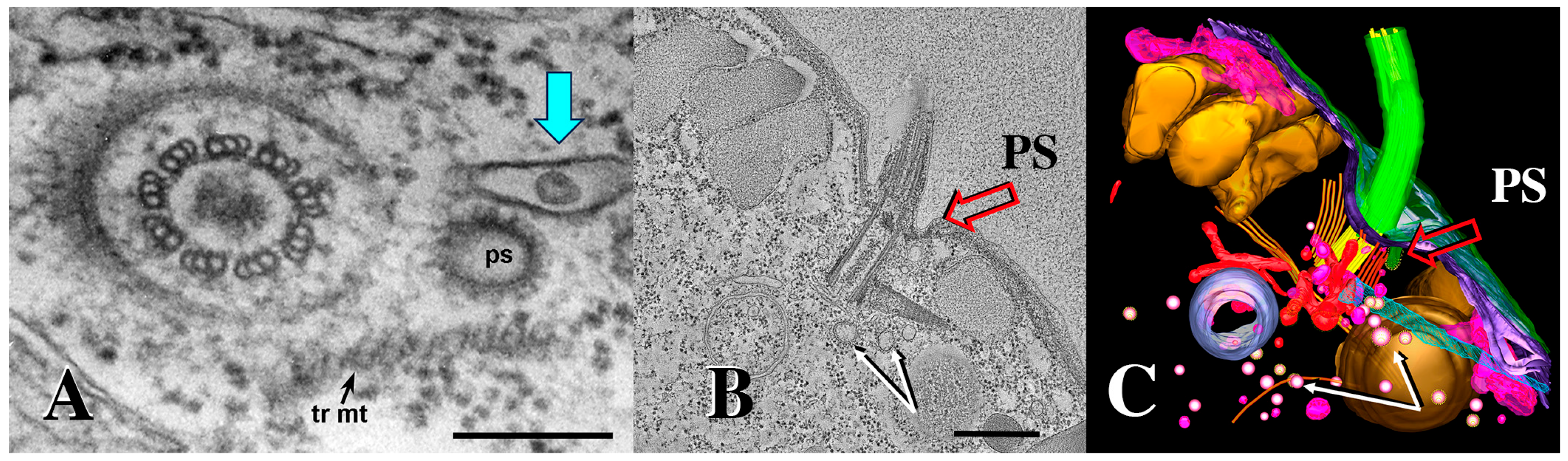 Microorganisms 13 00803 g009