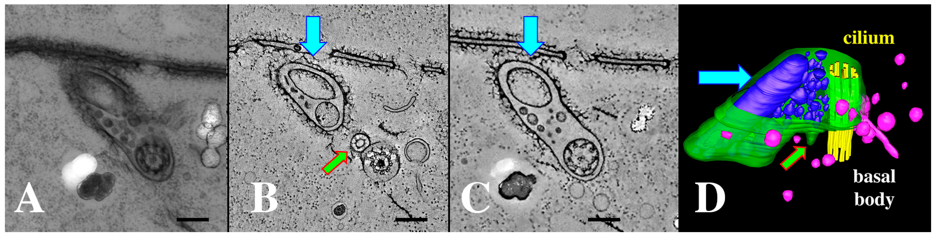 Microorganisms 13 00803 g010