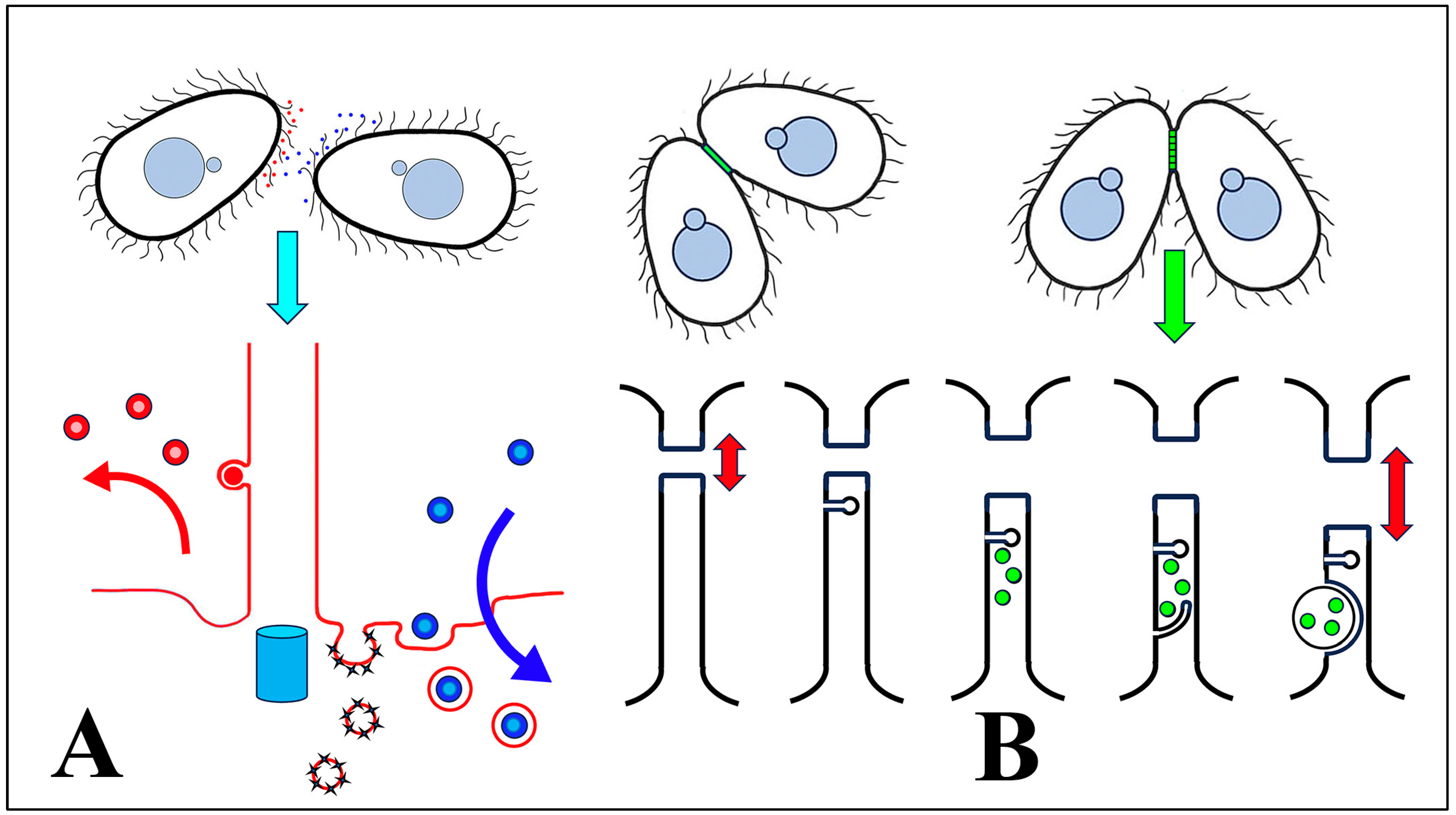 Microorganisms 13 00803 g012