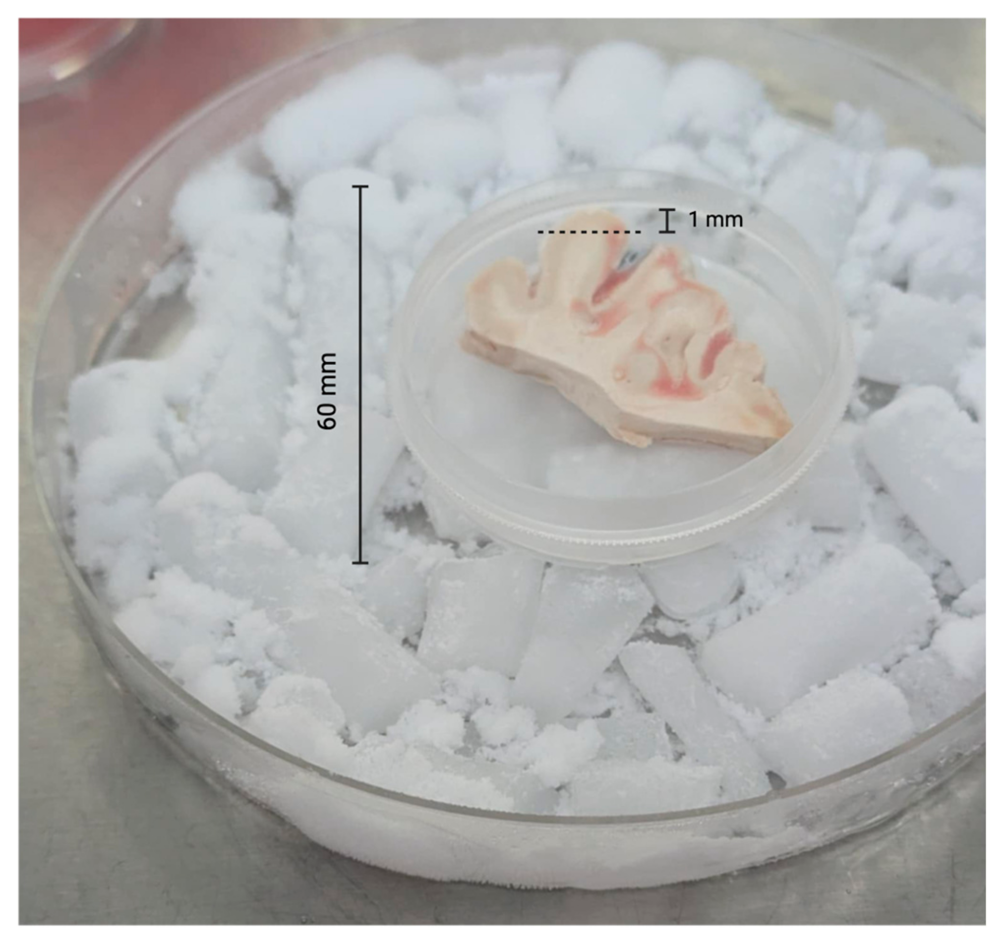 Microorganisms 13 00807 g001
