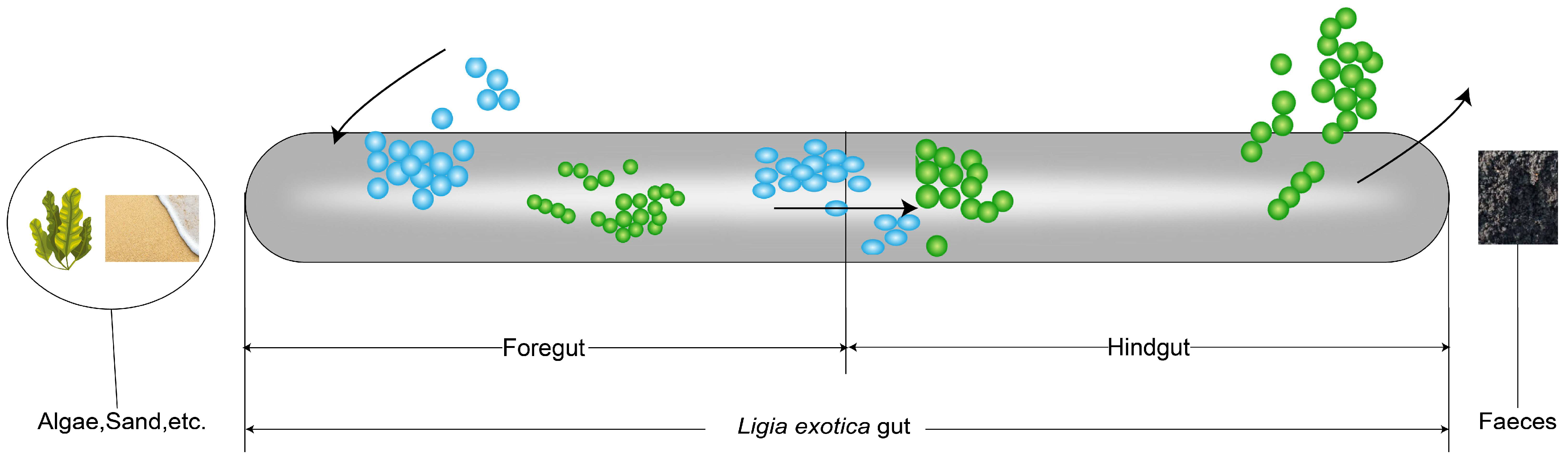 Microorganisms 13 00808 g008