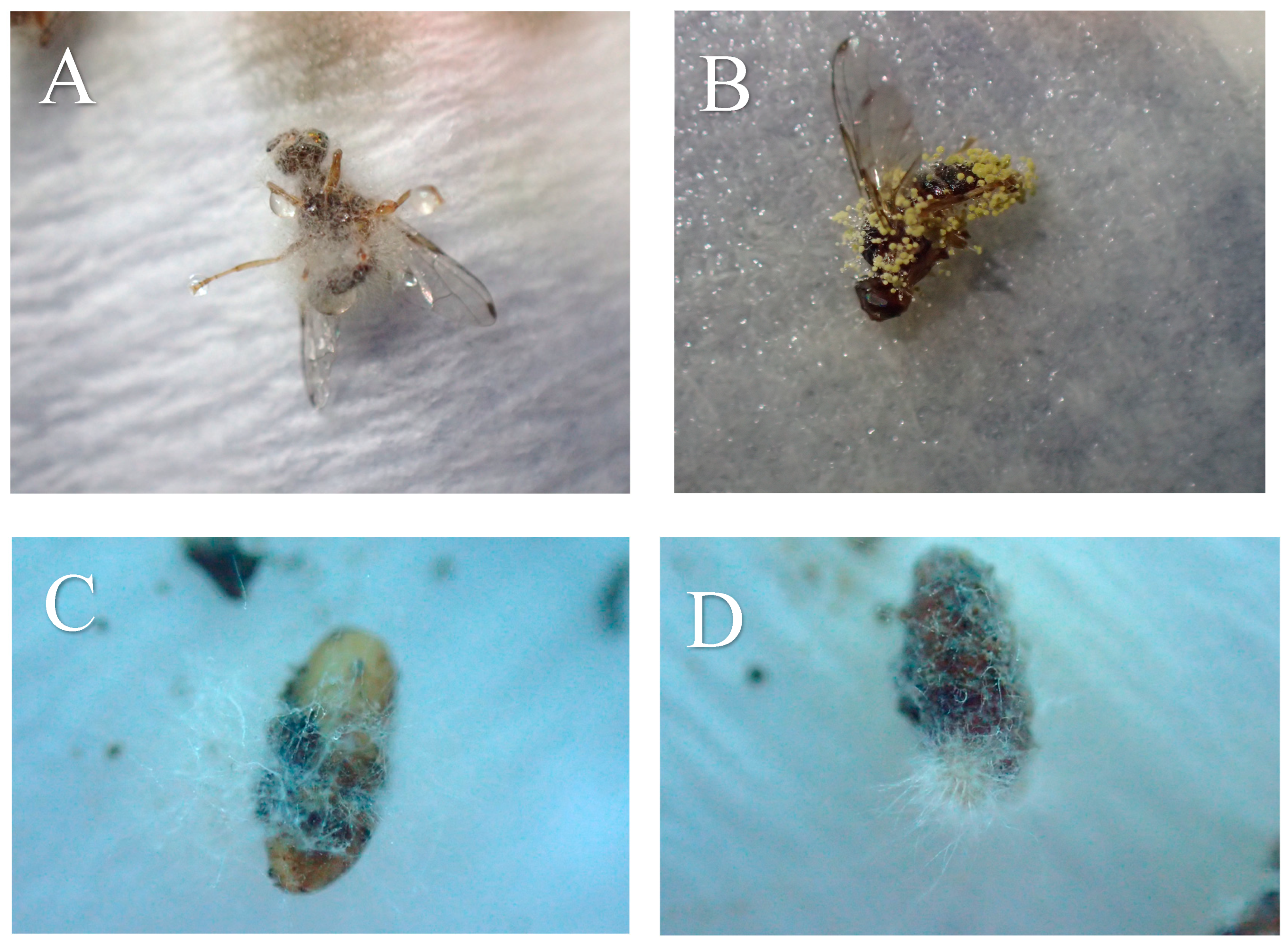 Microorganisms 13 00811 g001 Microorganisms 13 00811 g001