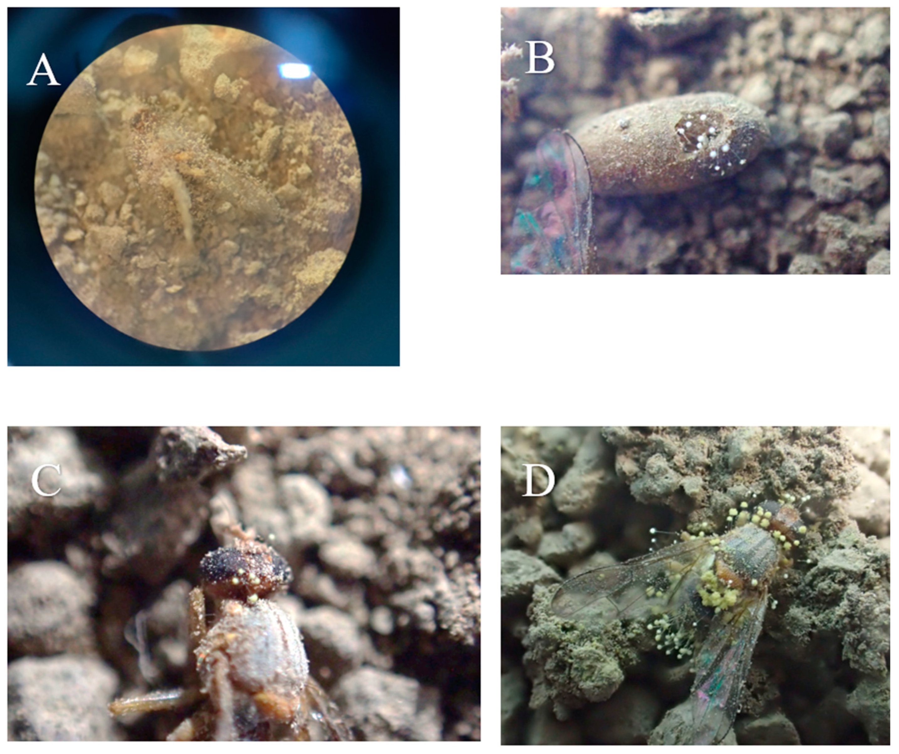 Microorganisms 13 00811 g004 Microorganisms 13 00811 g004