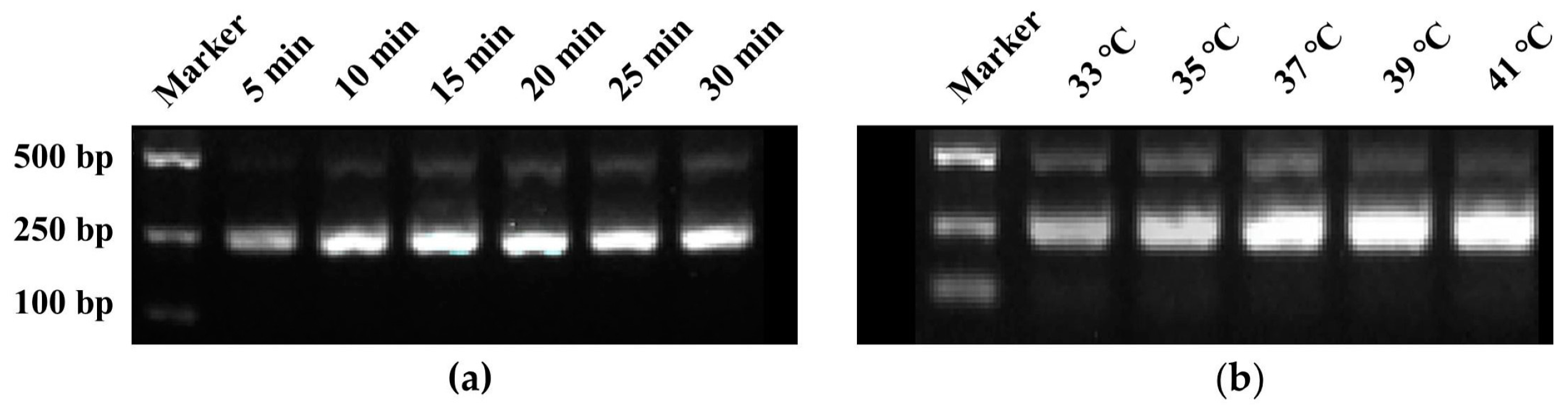 Microorganisms 13 00826 g002