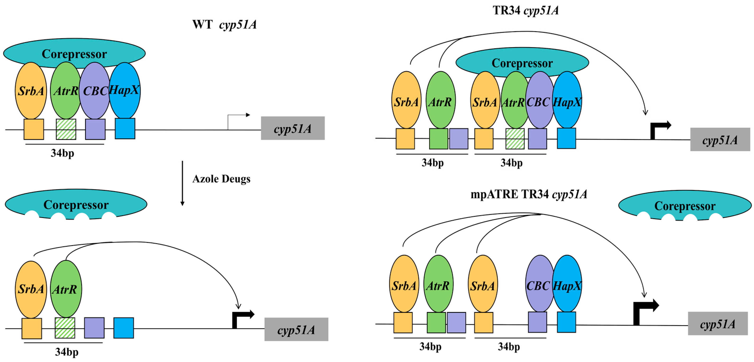 Microorganisms 13 00862 g003