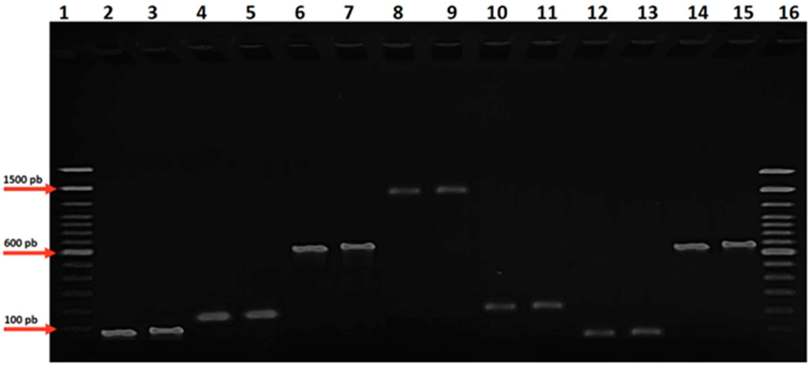 Microorganisms 13 00867 g001 Microorganisms 13 00867 g001