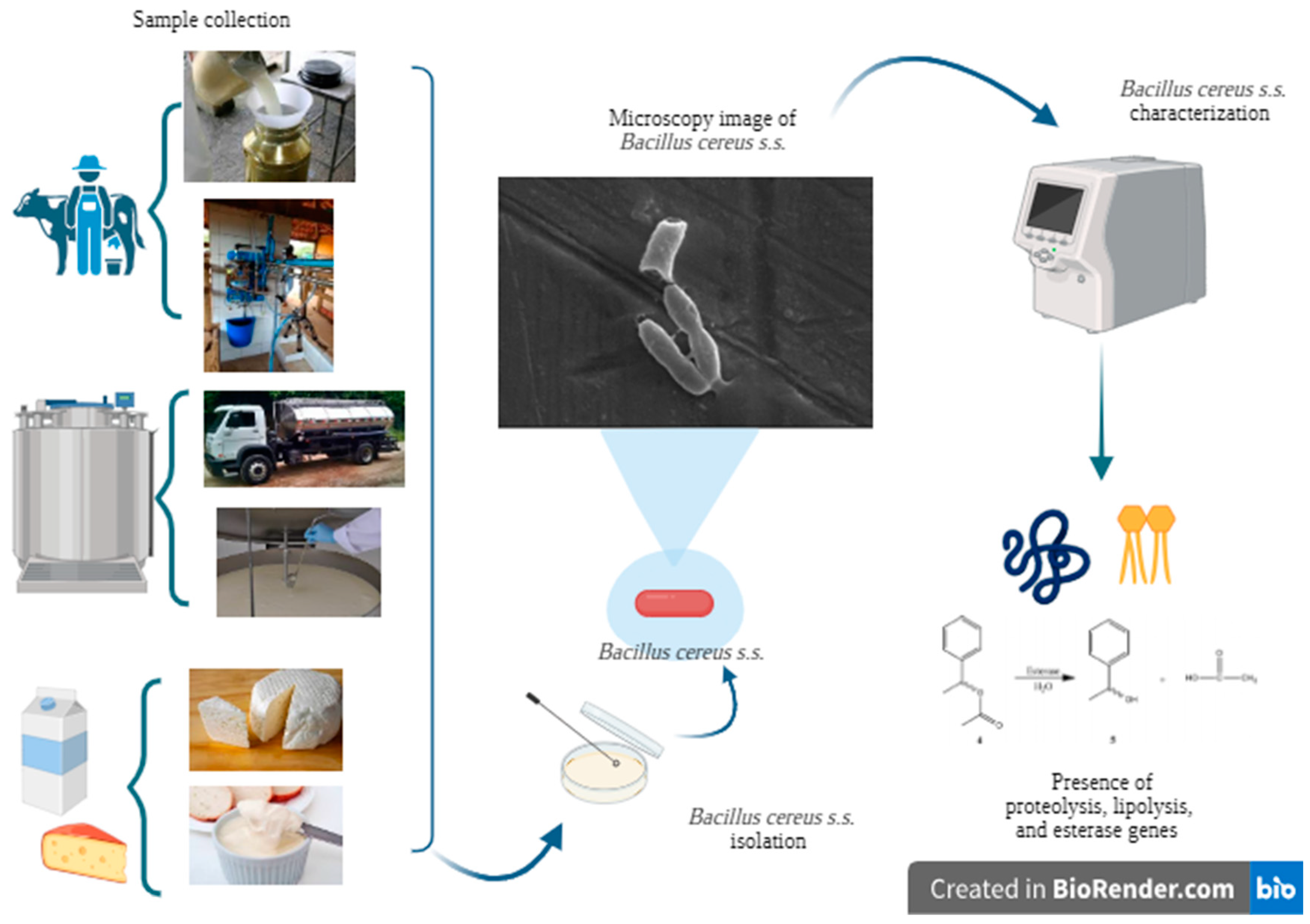 Microorganisms 13 00889 g001