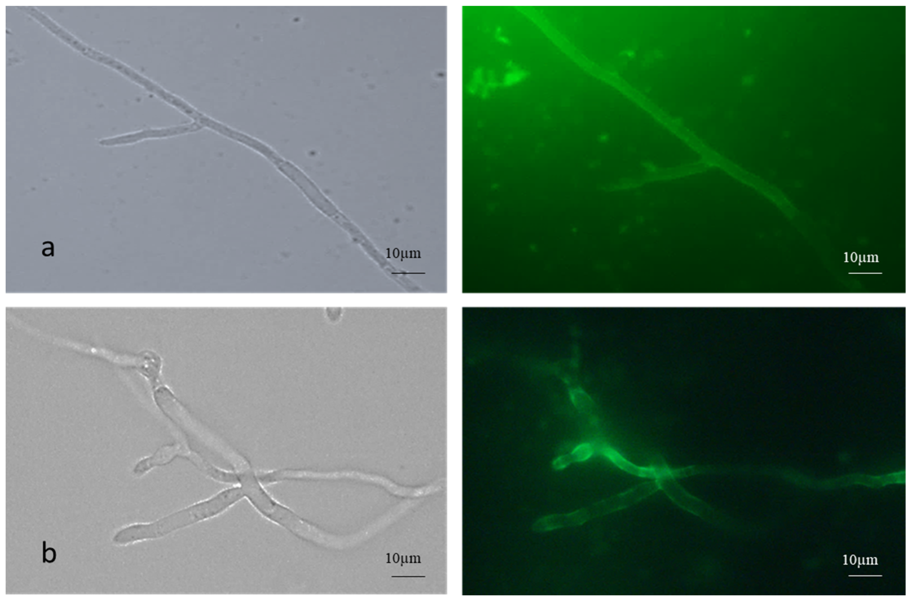 Microorganisms 13 00900 g002