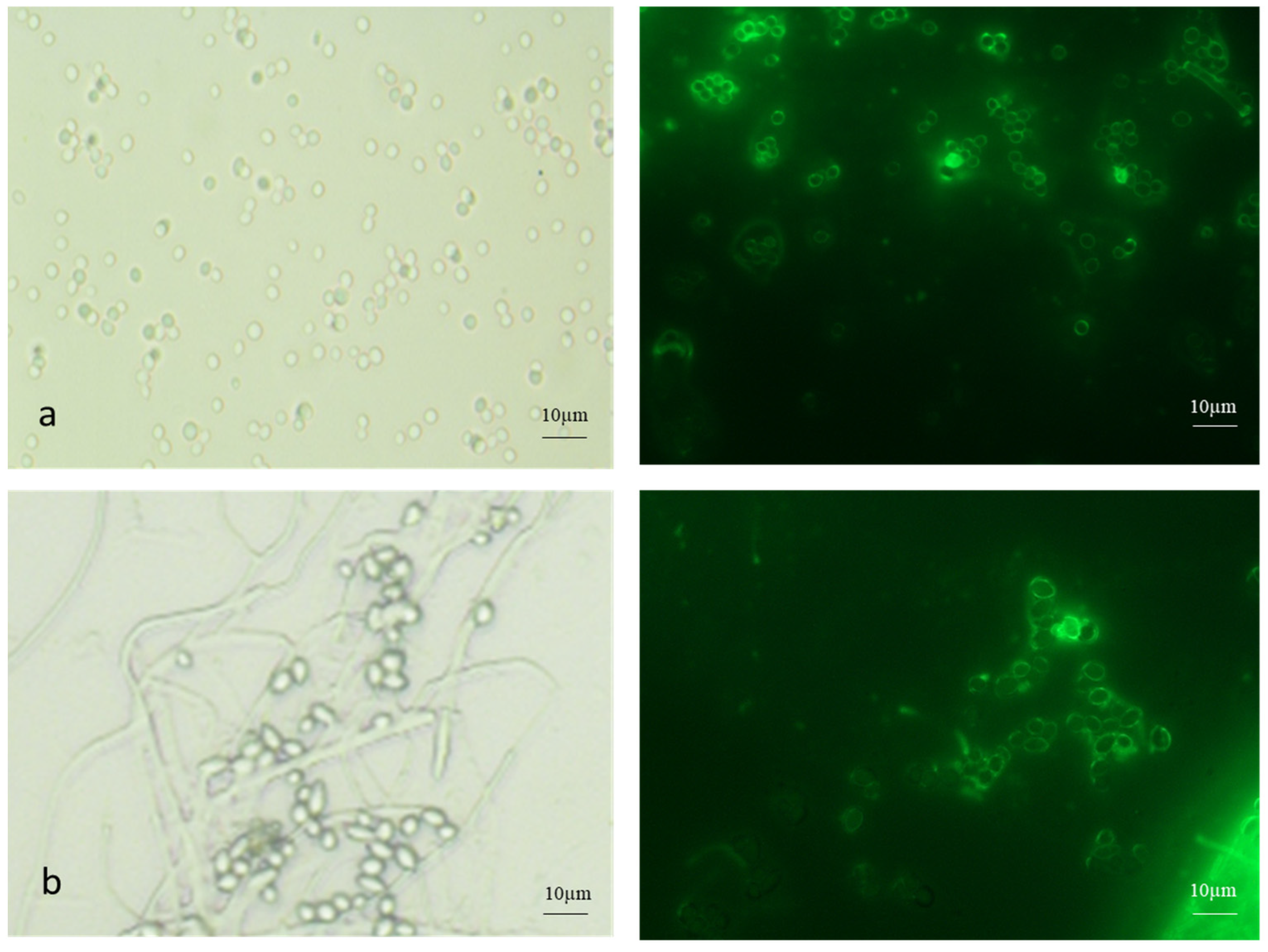 Microorganisms 13 00900 g003