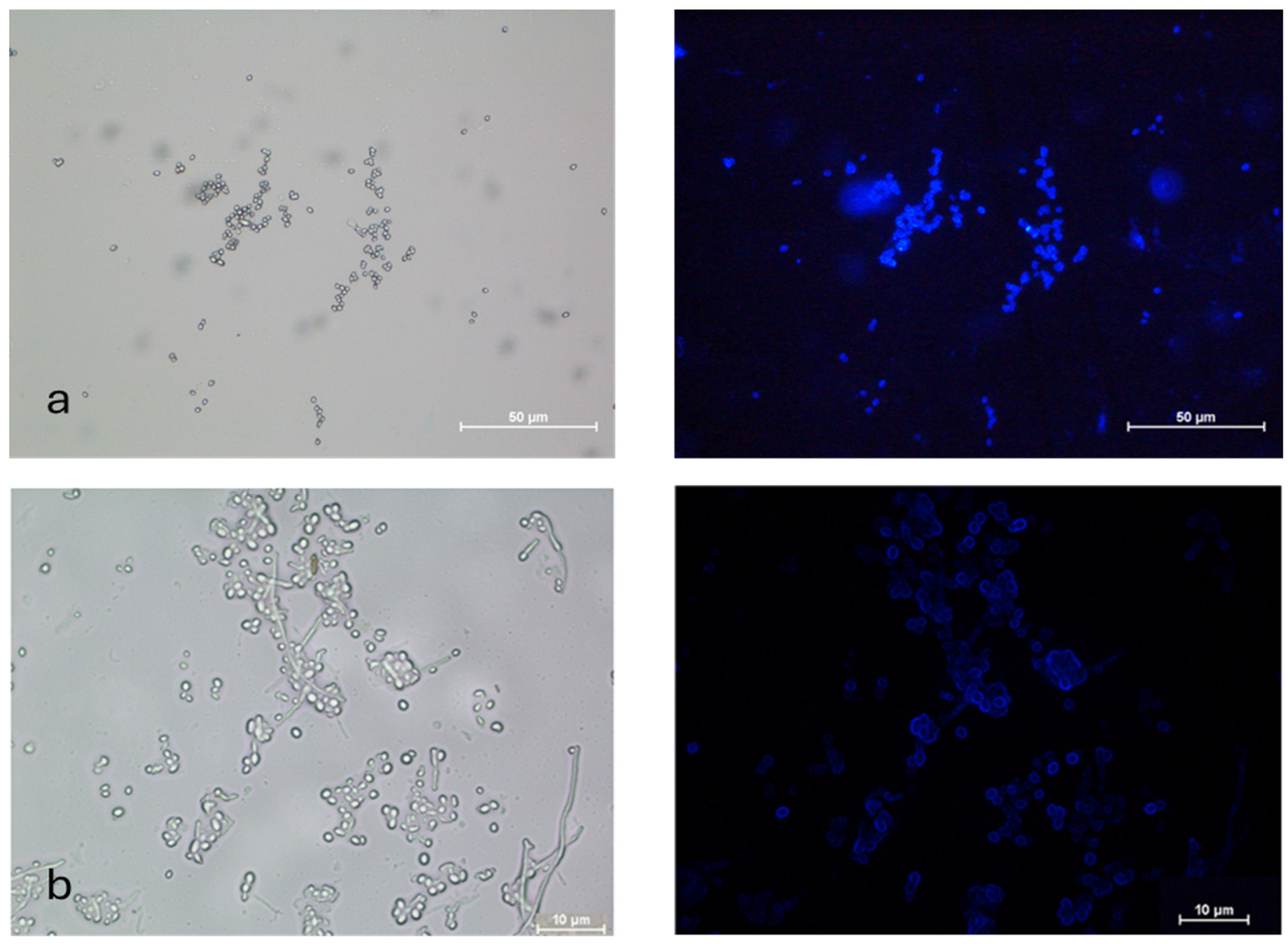 Microorganisms 13 00900 g005