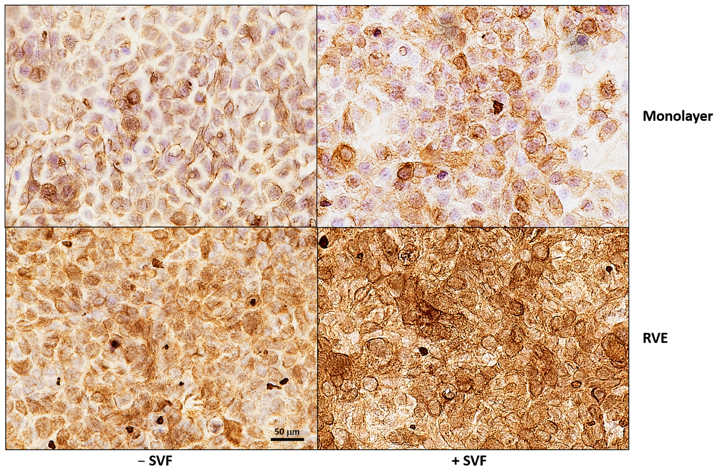 Microorganisms 13 00905 g001