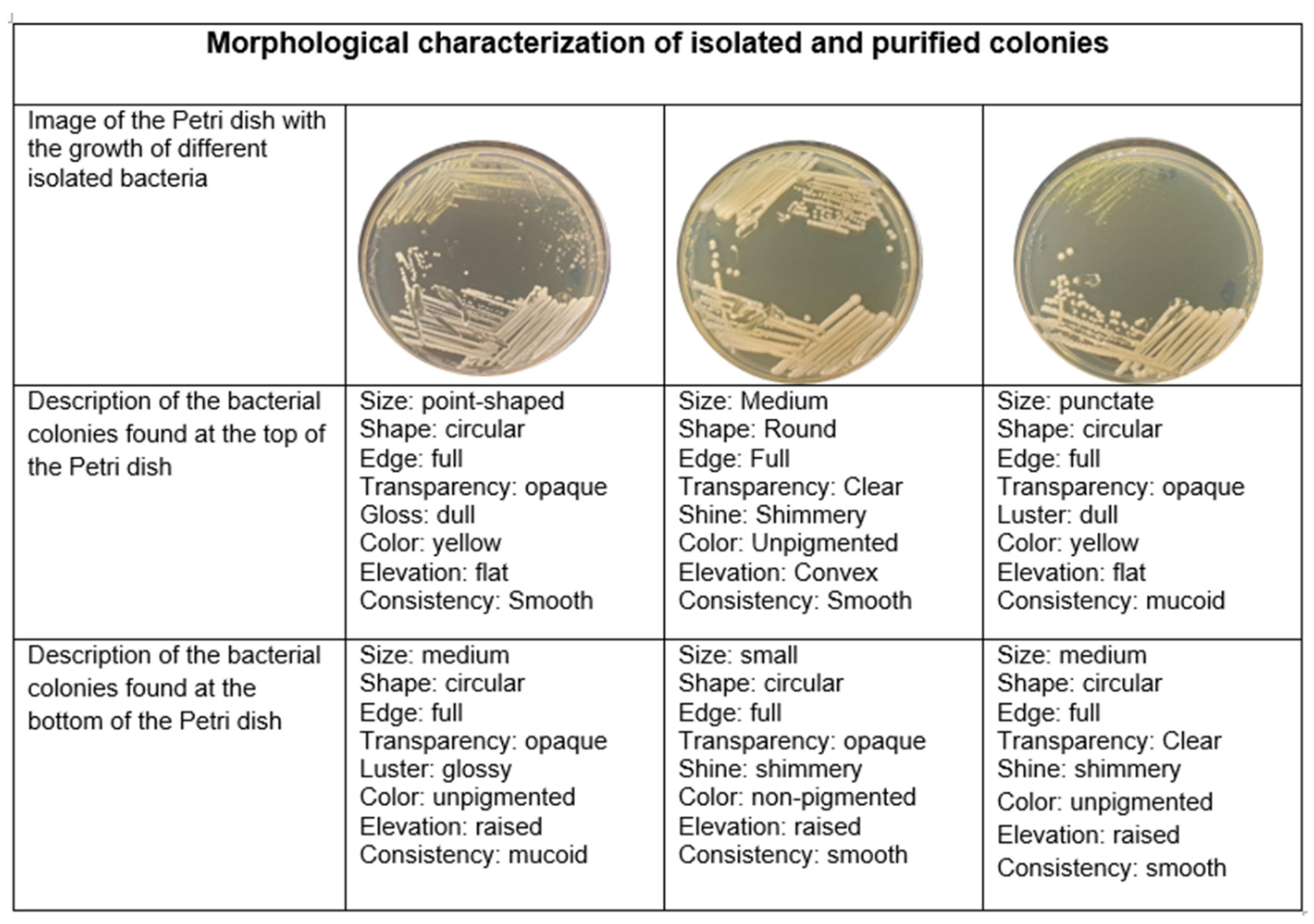 Microorganisms 13 00909 g002