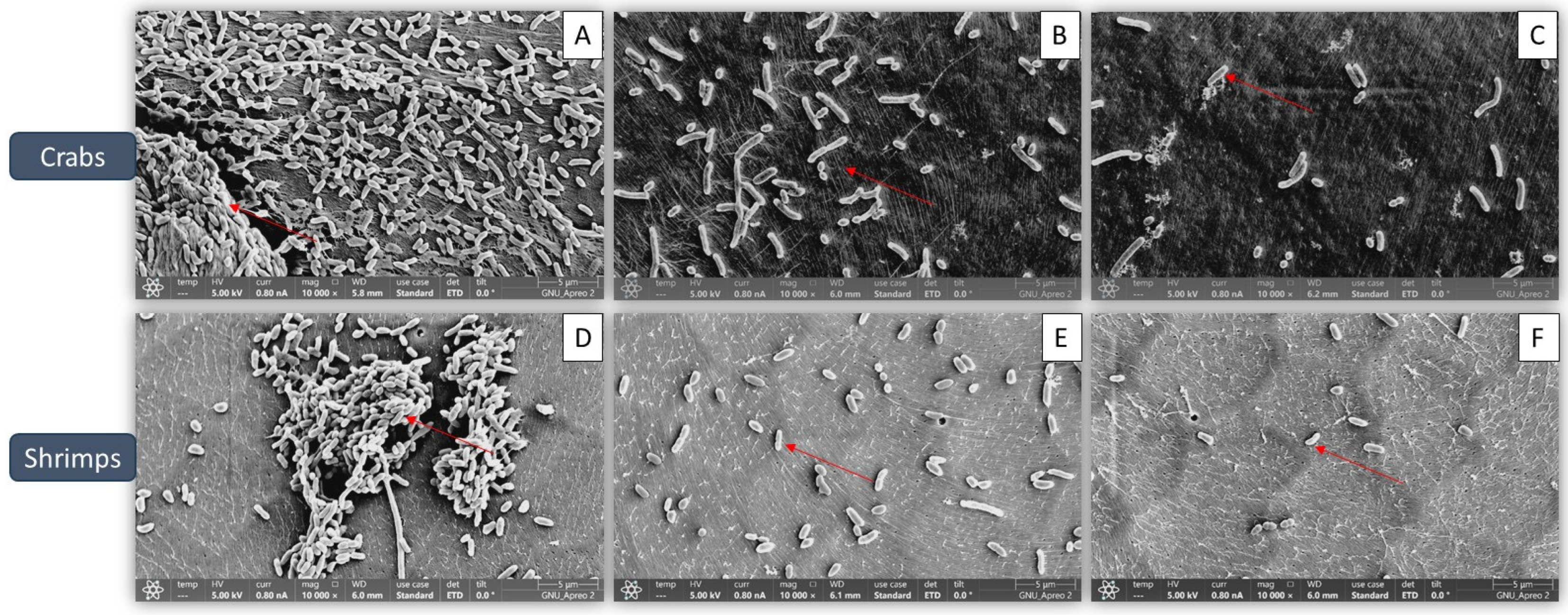 Microorganisms 13 00914 g004