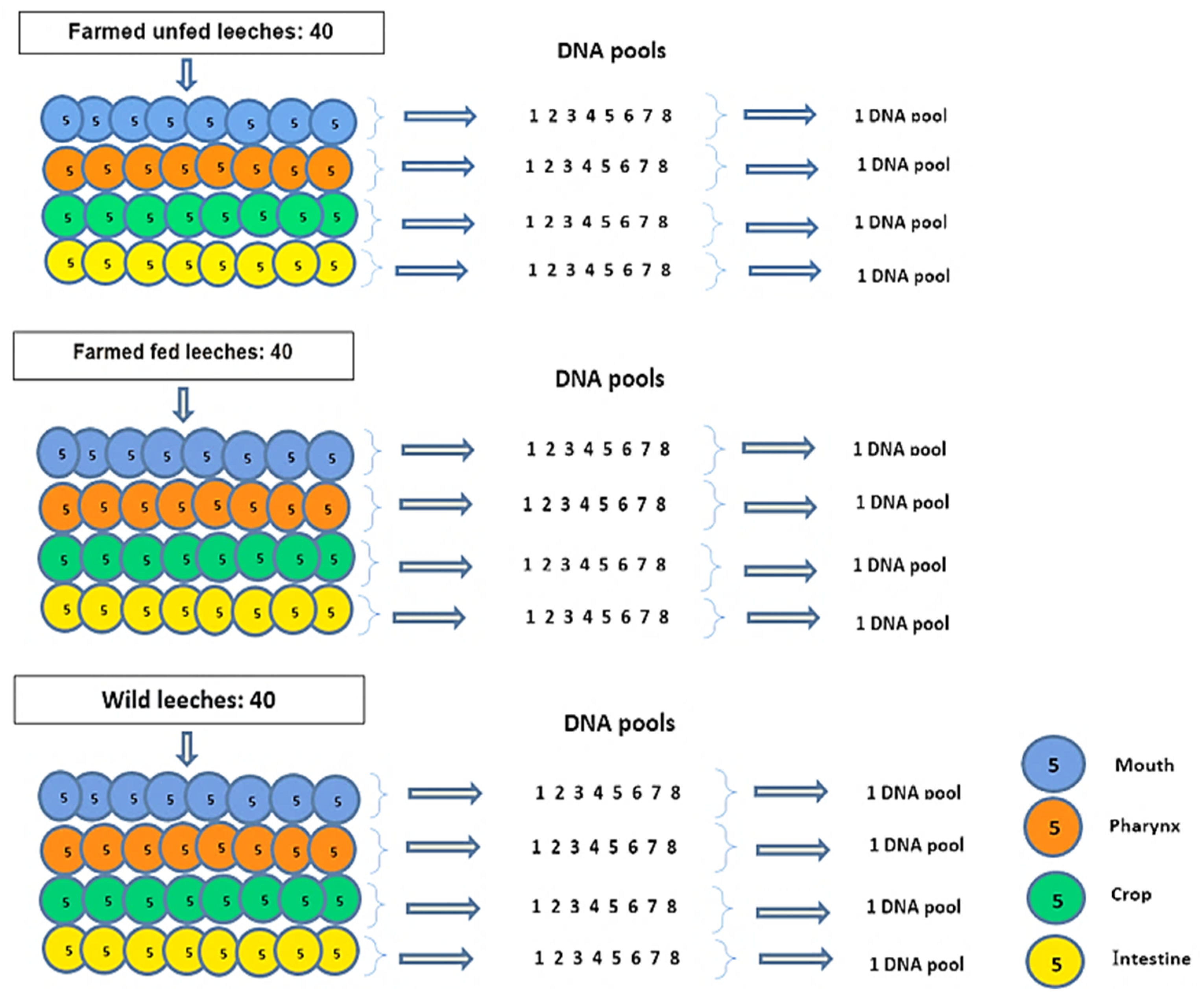 Microorganisms 13 00918 g001