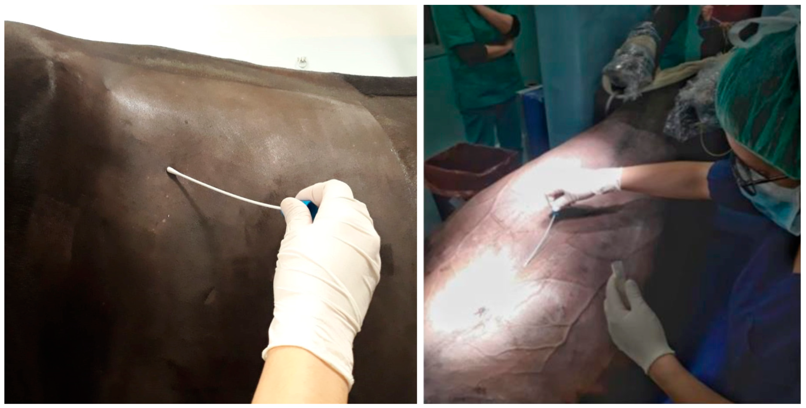 Microorganisms 13 00928 g001