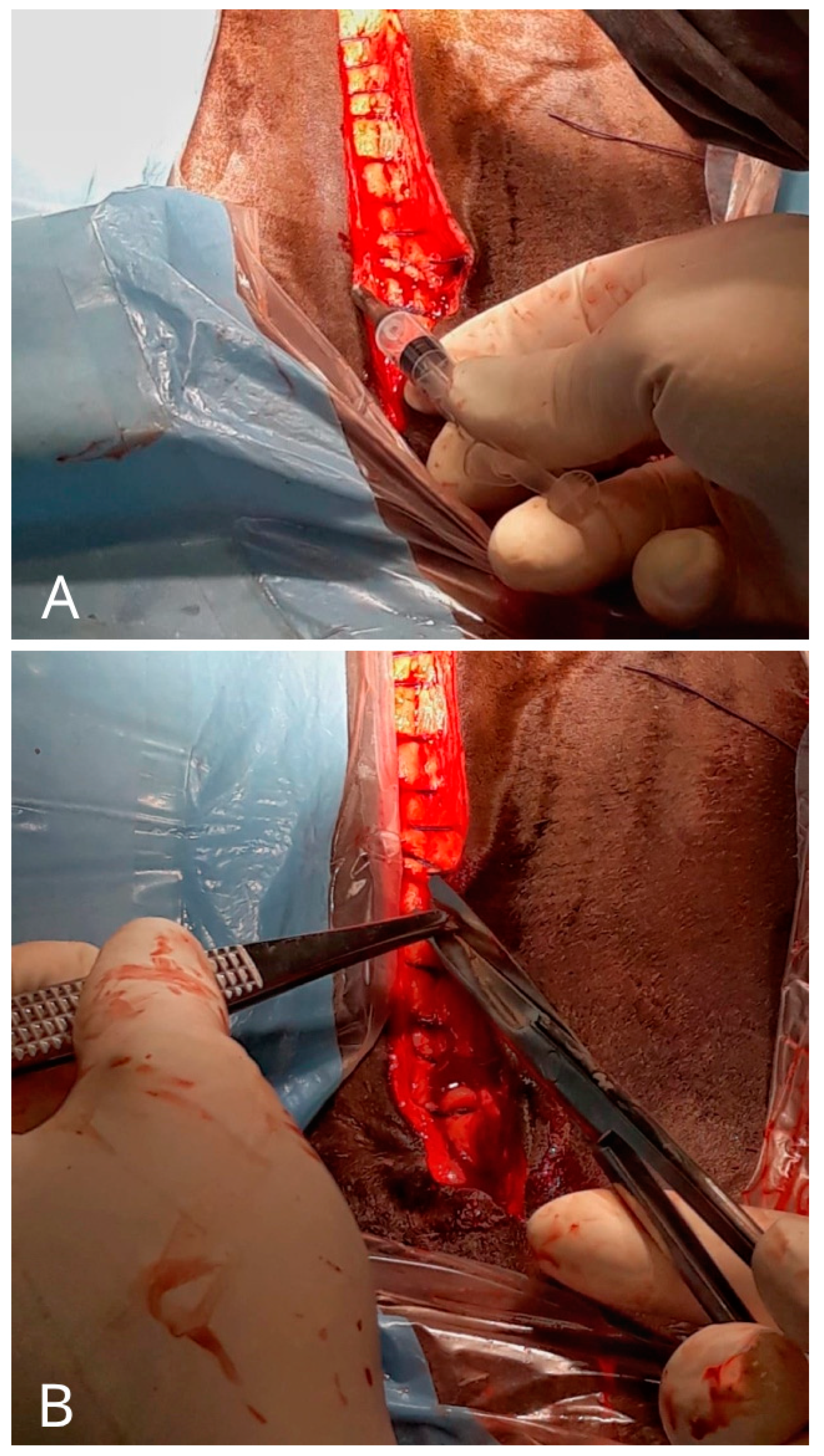 Microorganisms 13 00928 g002