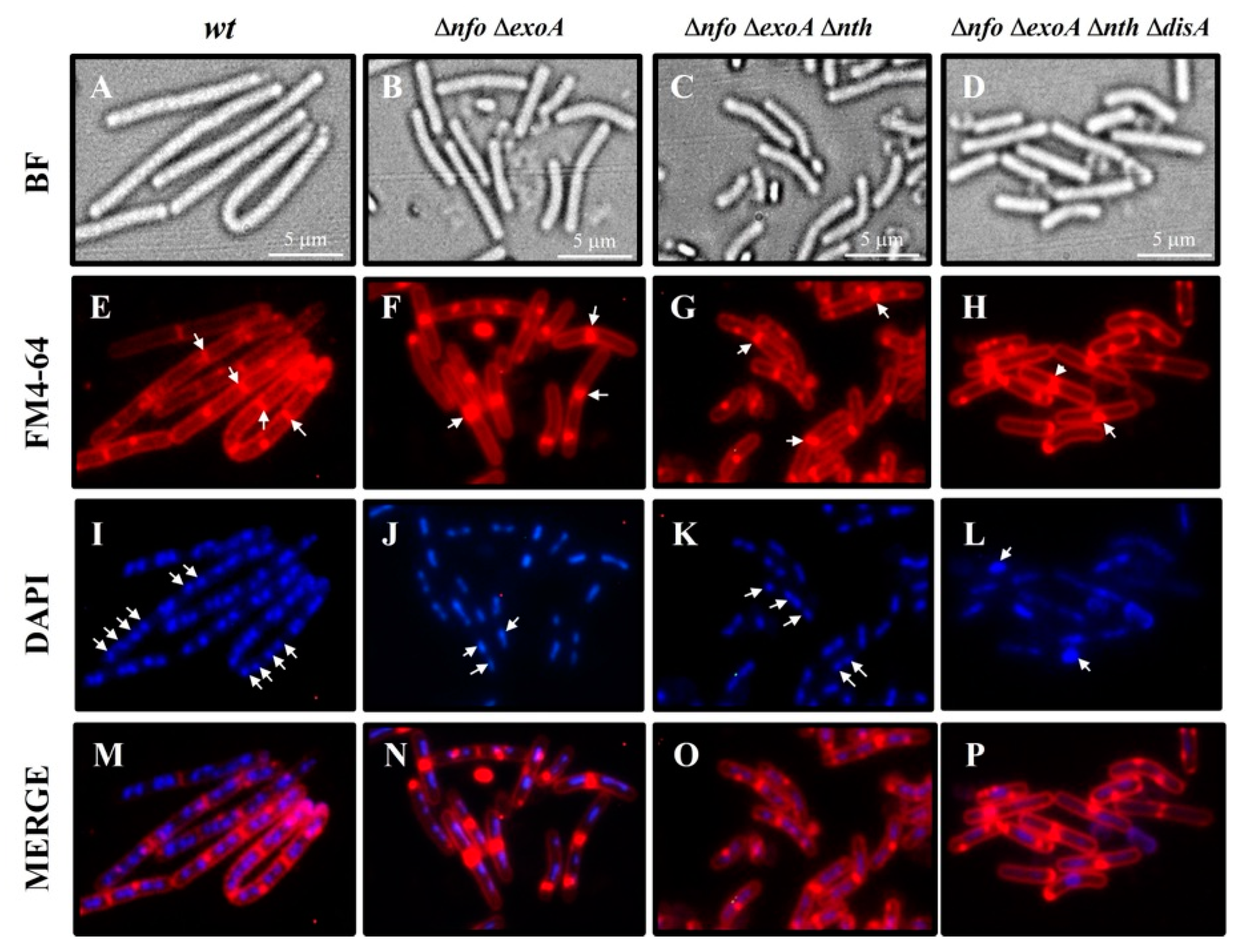 Microorganisms 13 00939 g006