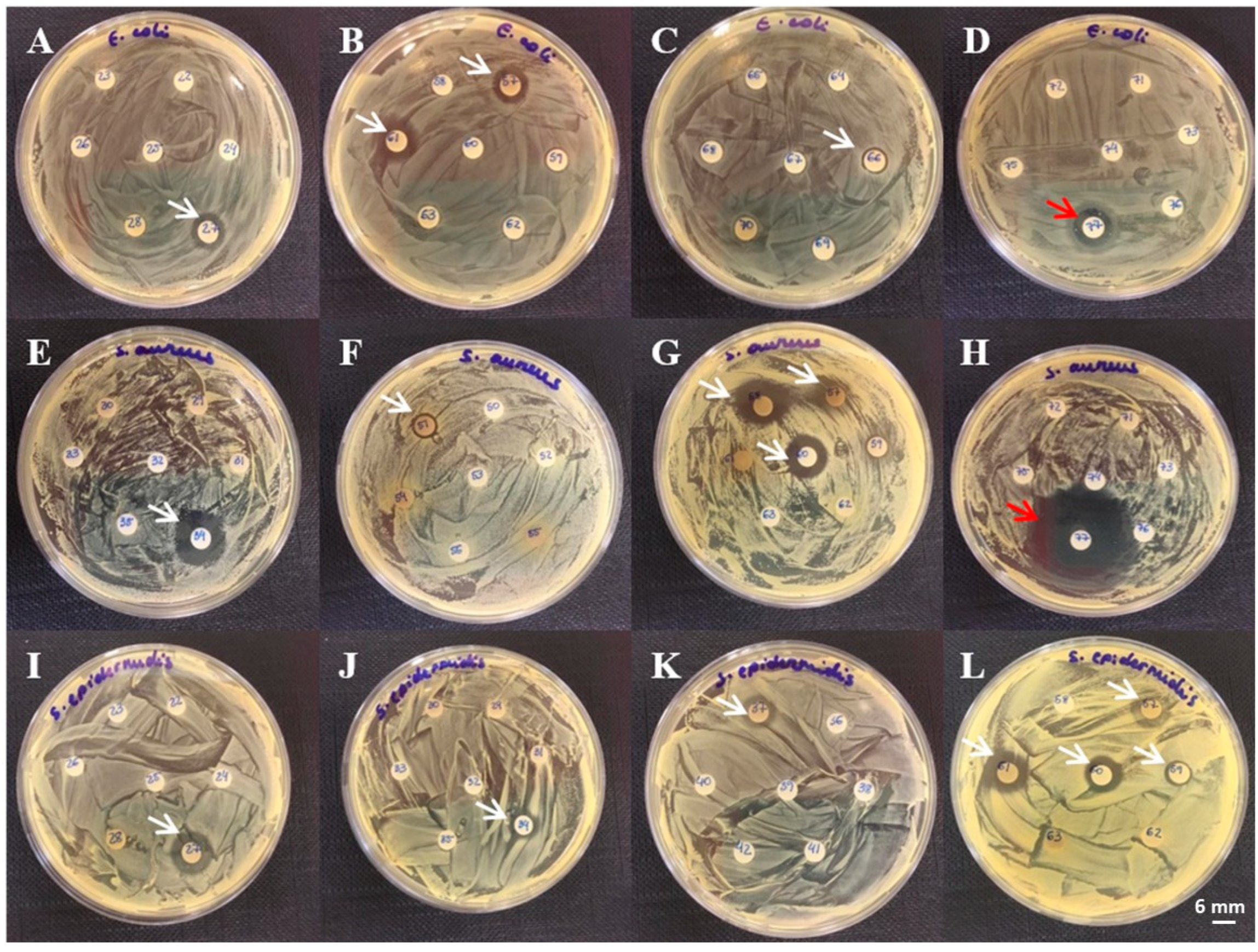 Microorganisms 13 00940 g002 Microorganisms 13 00940 g002