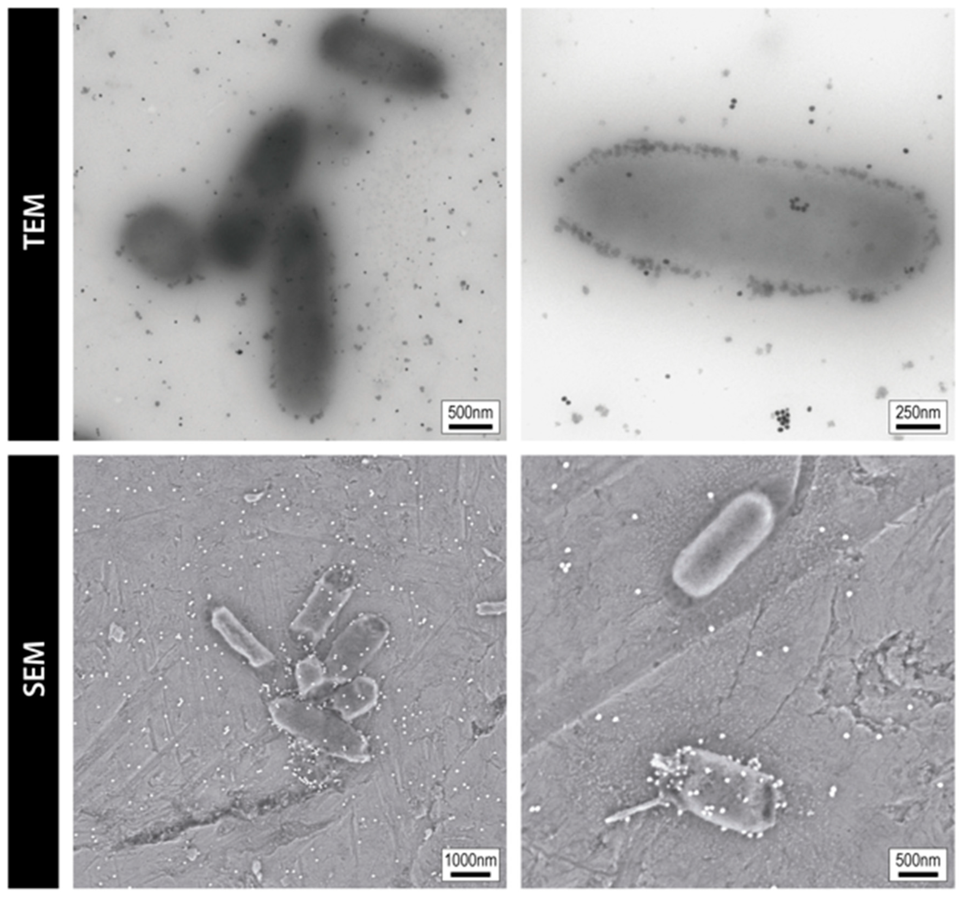 Microorganisms 13 00952 g003