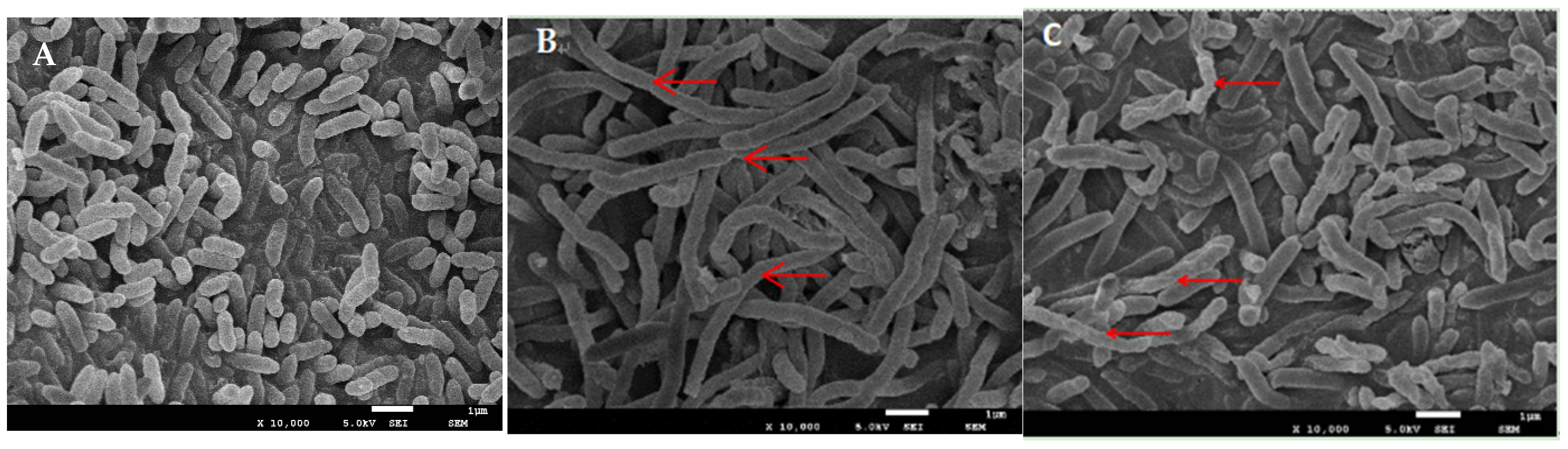 Microorganisms 13 00953 g002