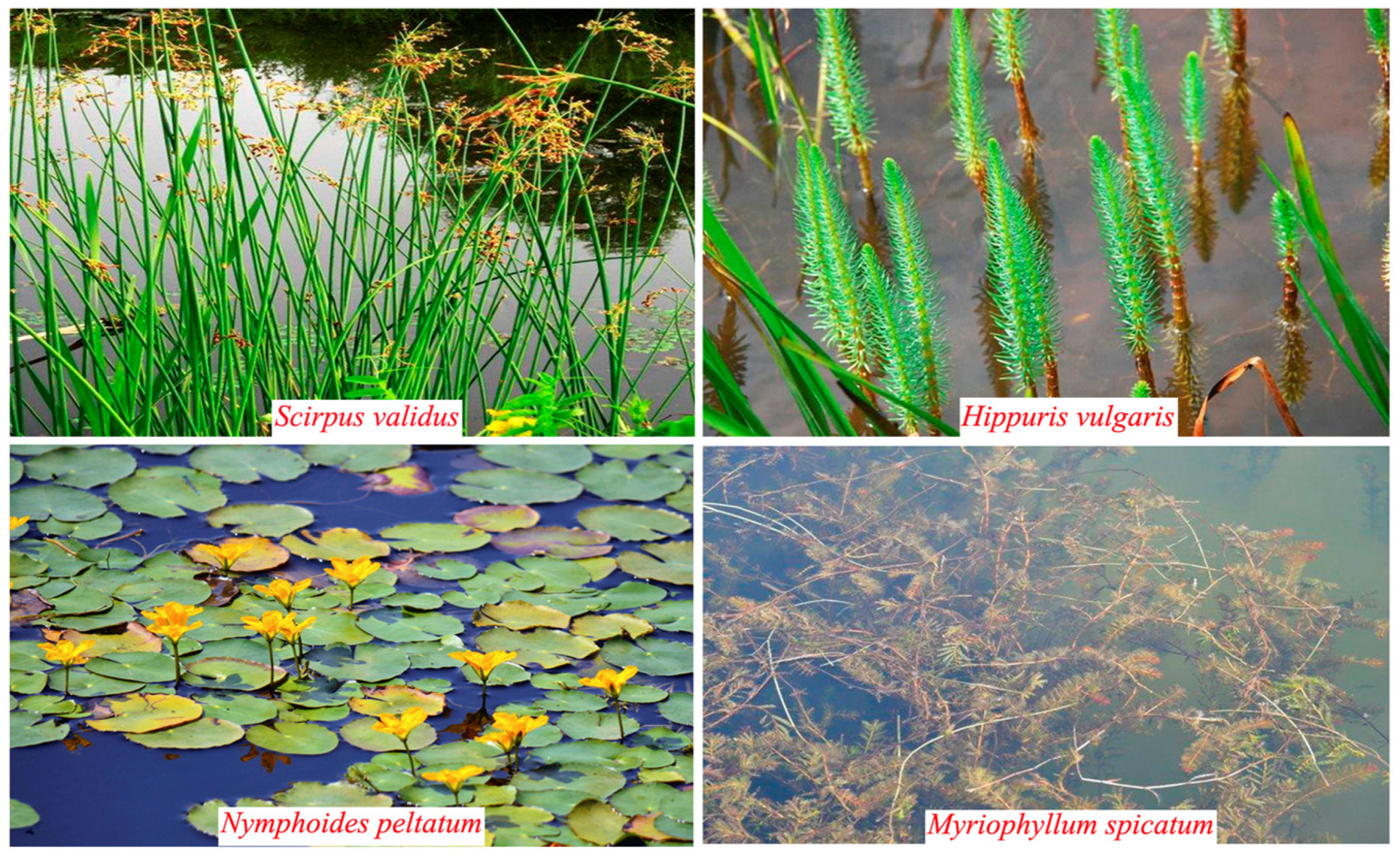 Microorganisms 13 00960 g001 Microorganisms 13 00960 g001