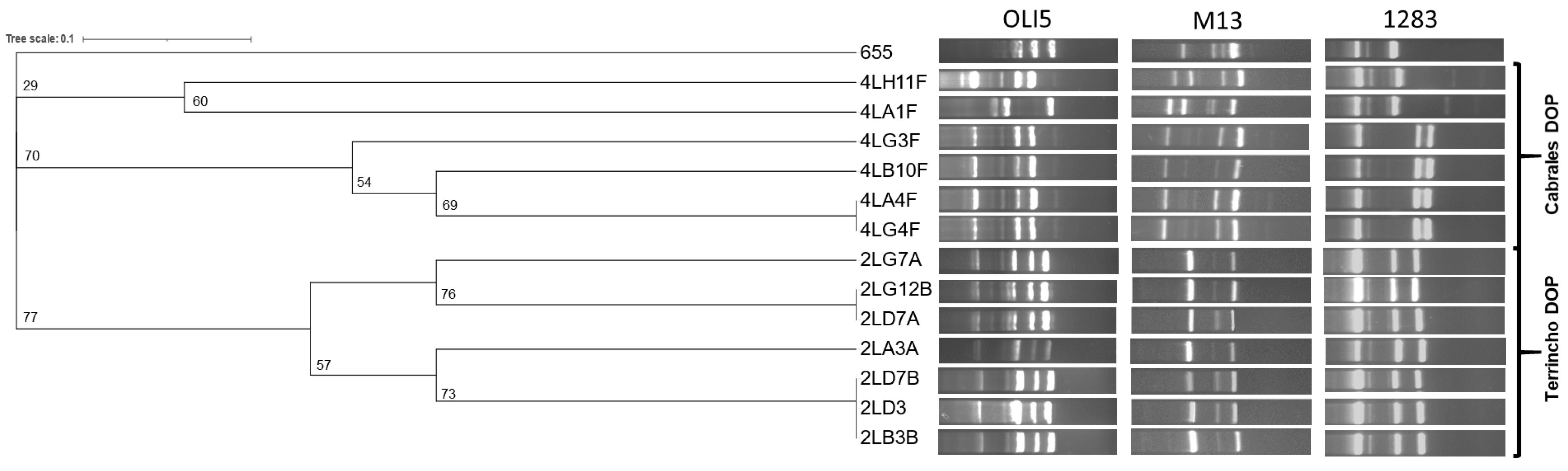 Microorganisms 13 00966 g001