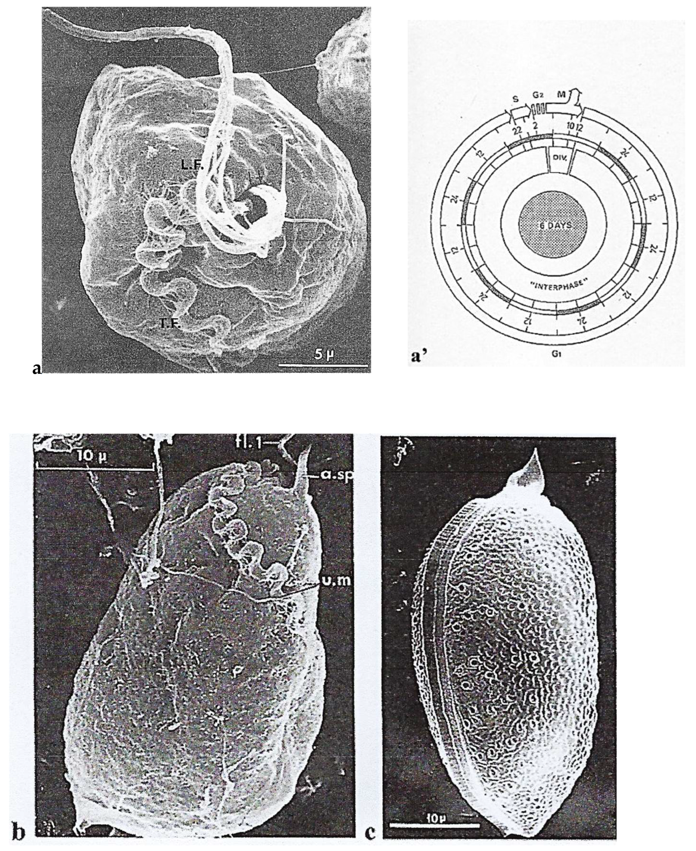 Microorganisms 13 00969 g001