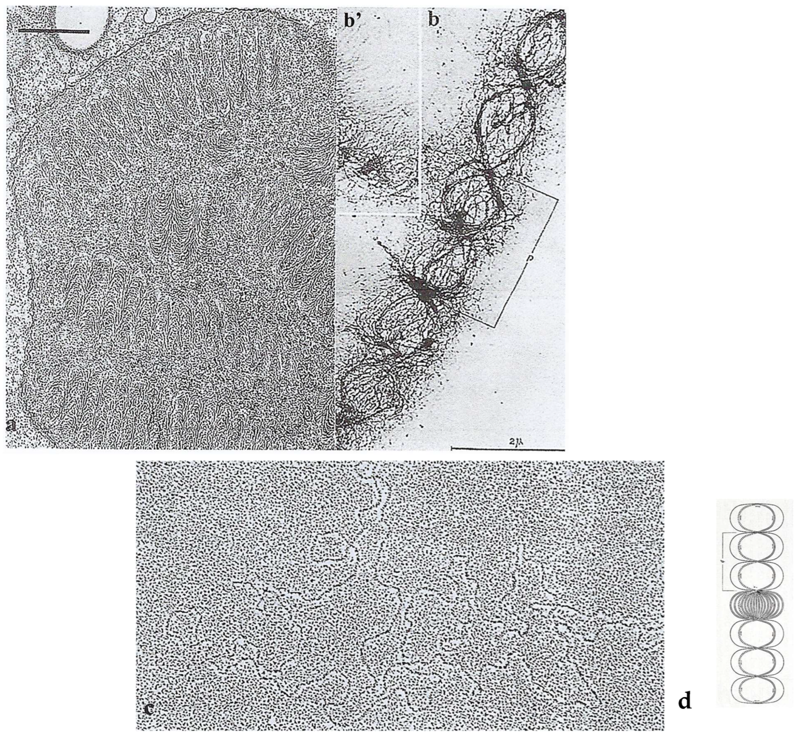 Microorganisms 13 00969 g002