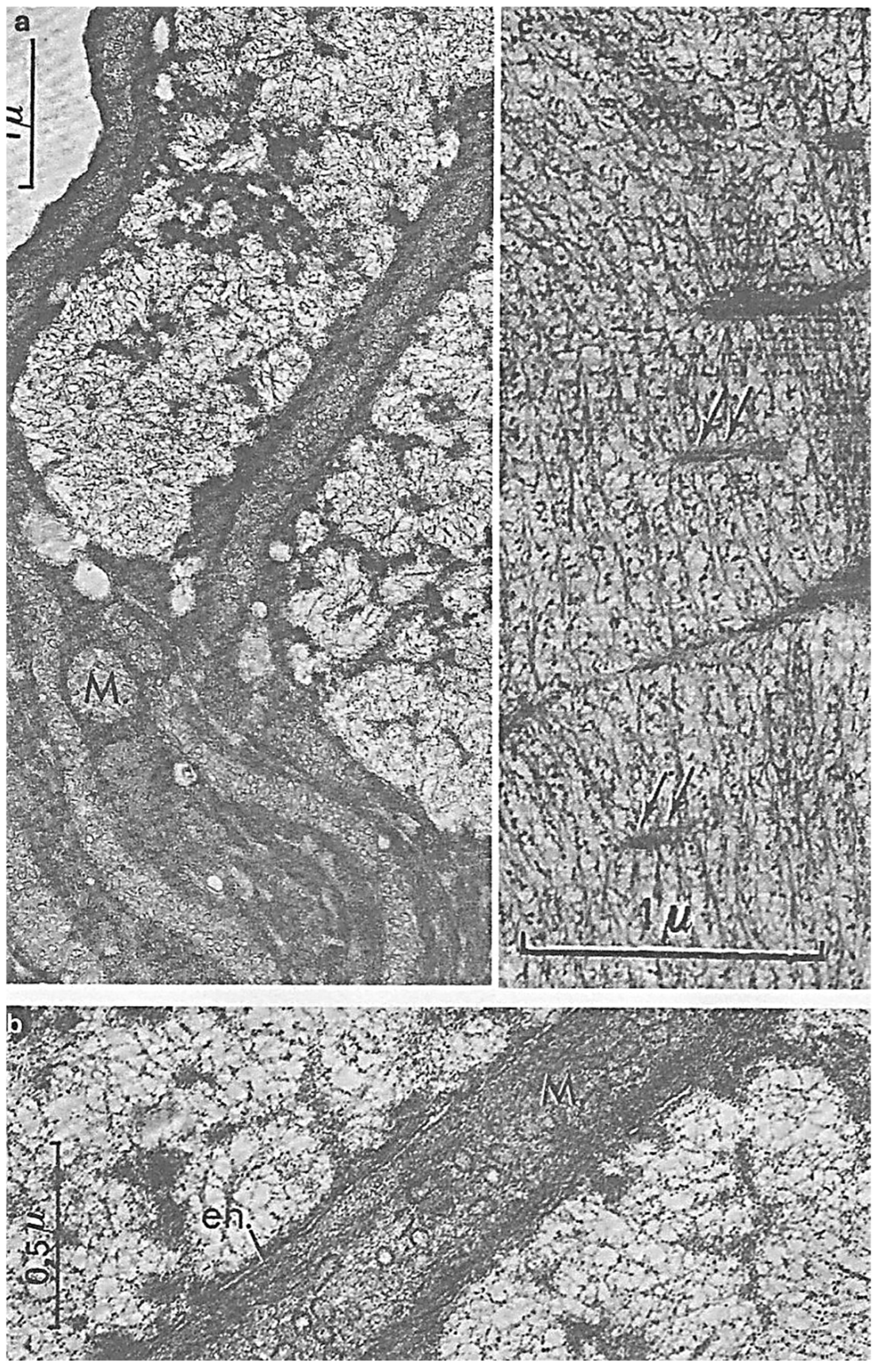 Microorganisms 13 00969 g008