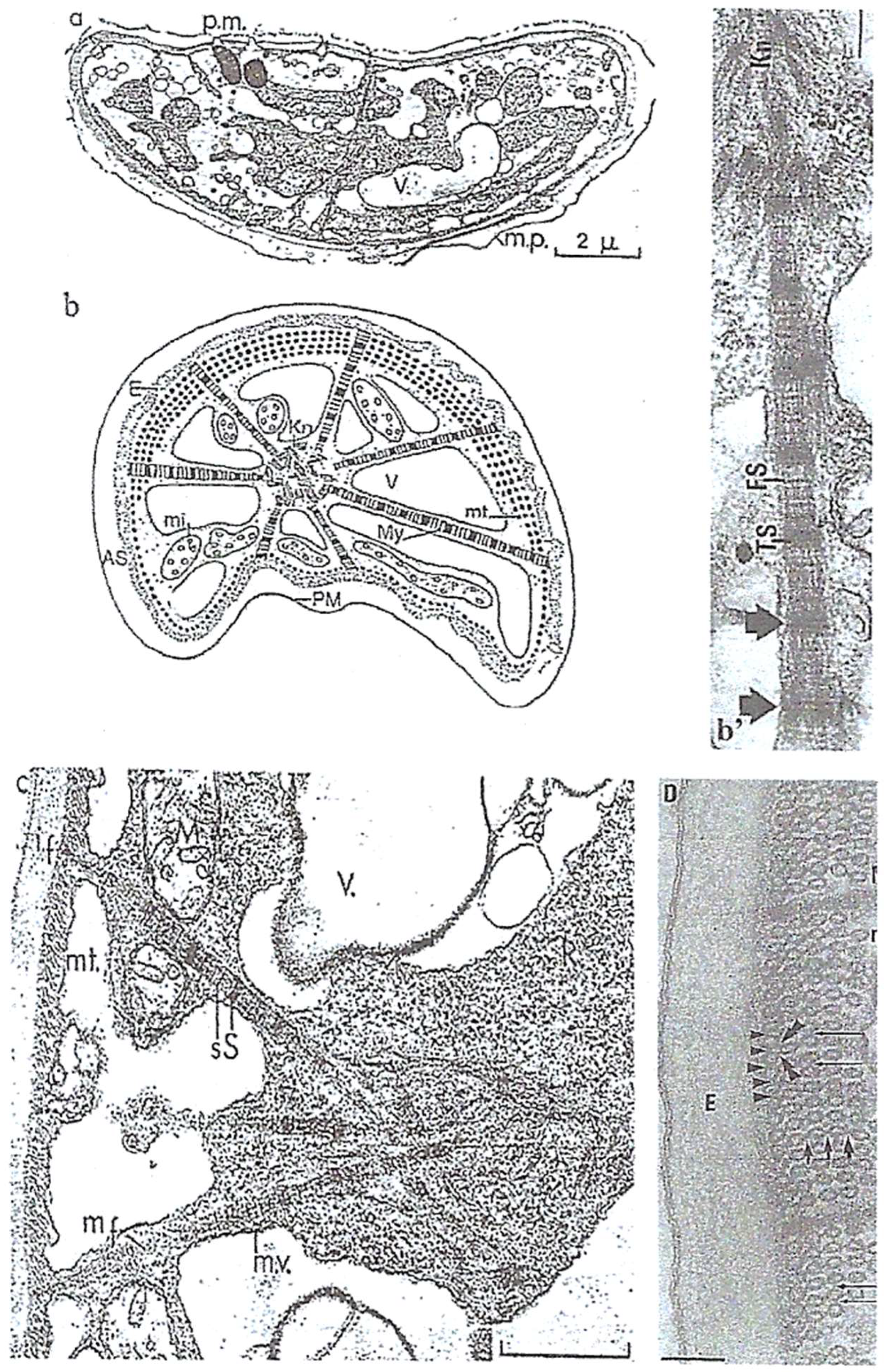 Microorganisms 13 00969 g011