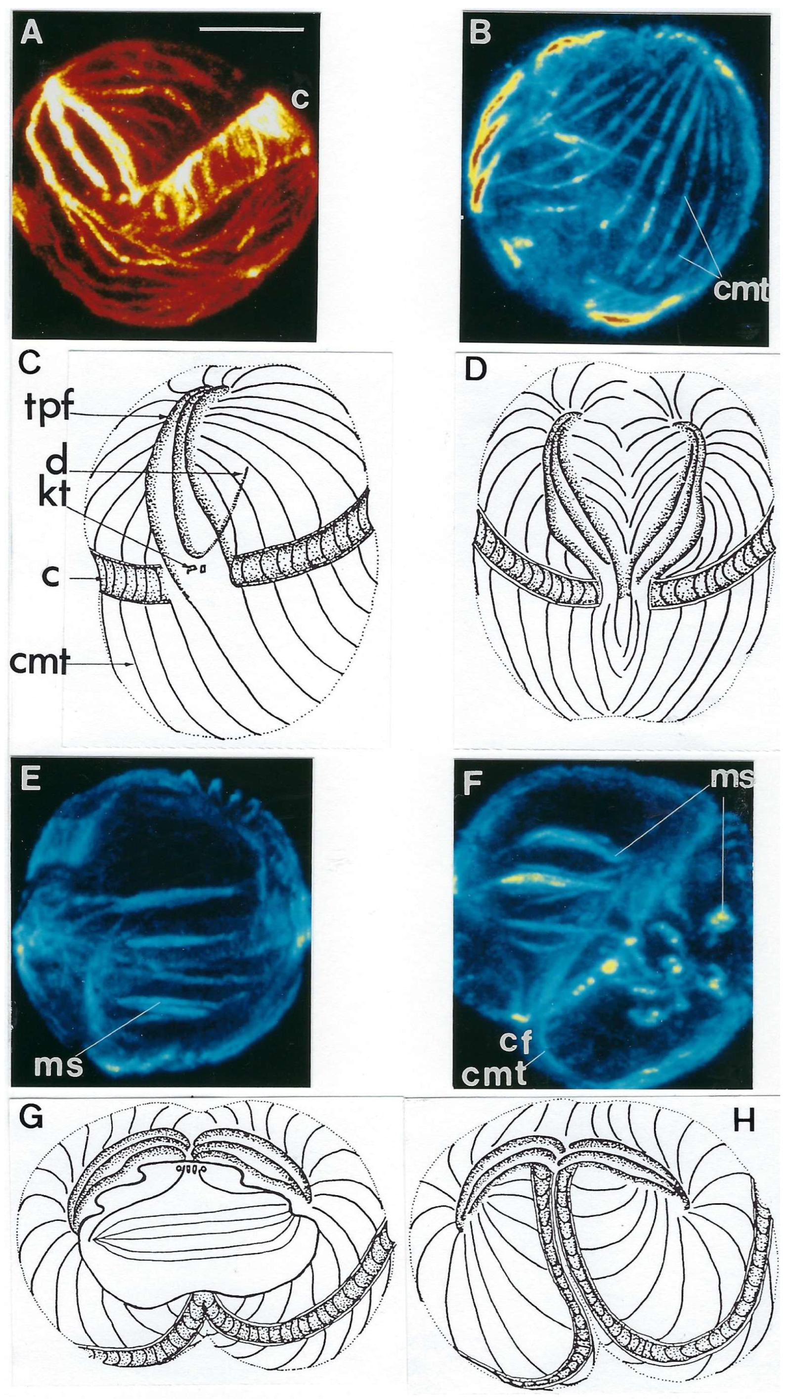 Microorganisms 13 00969 g015