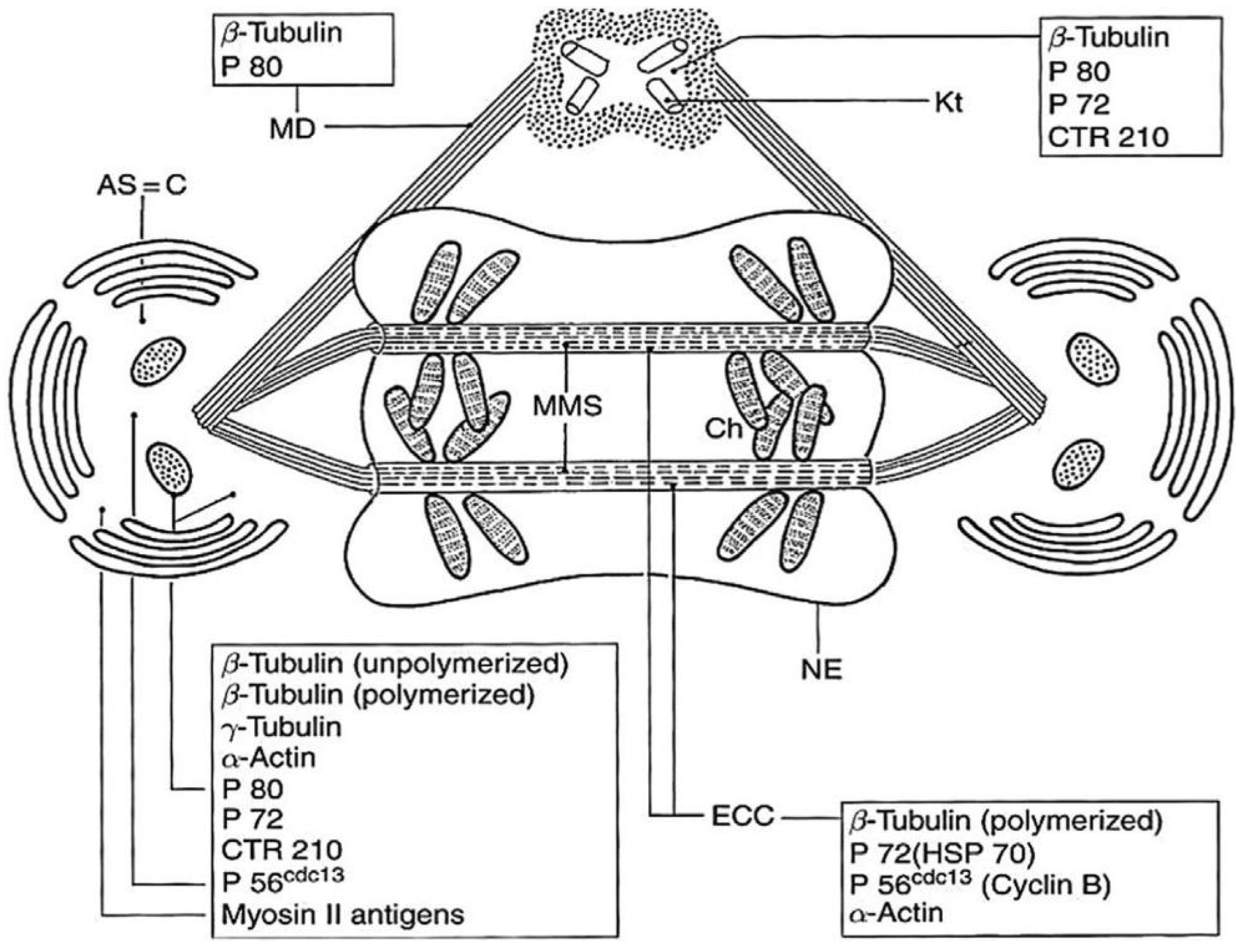 Microorganisms 13 00969 g018