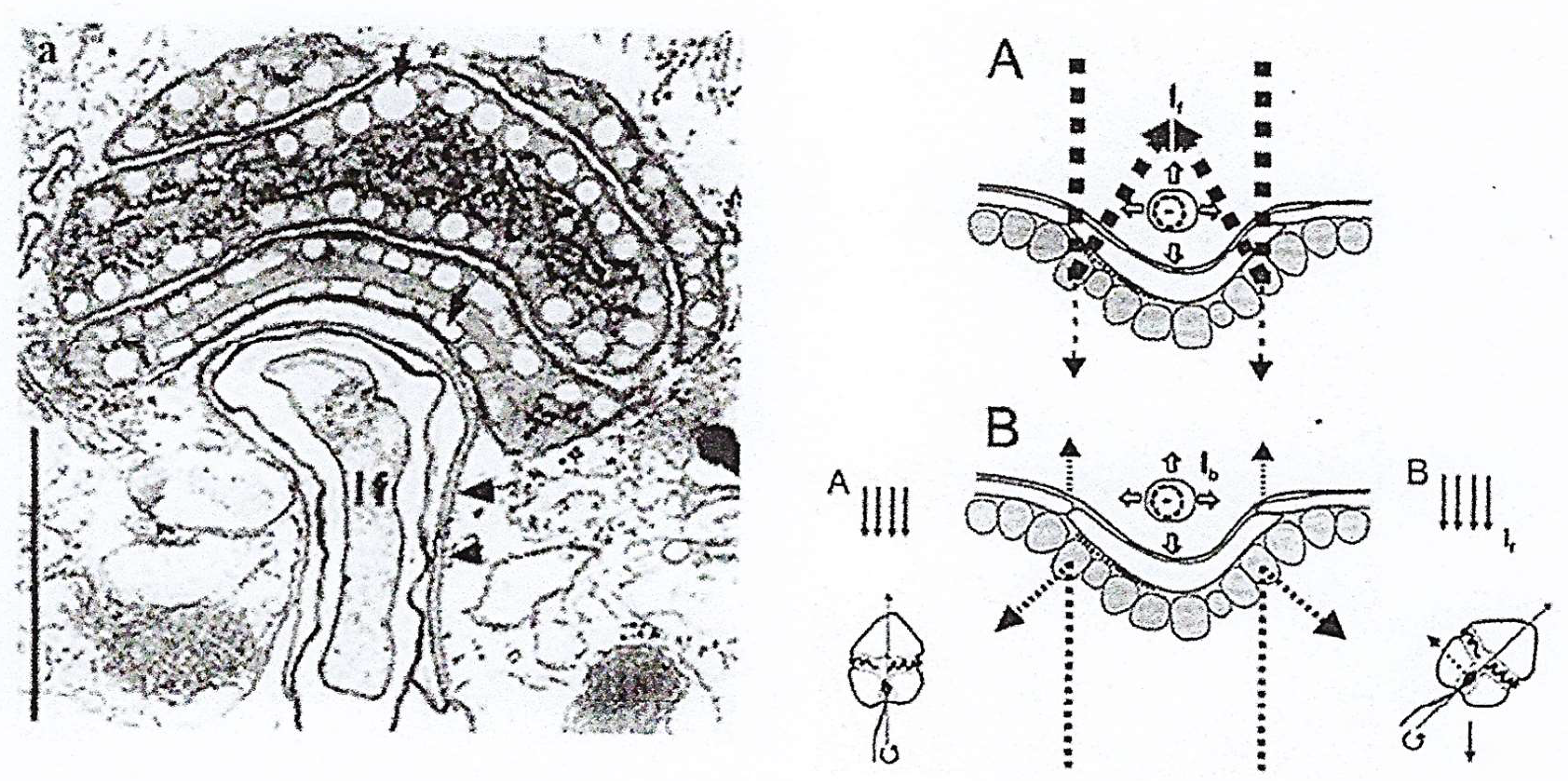 Microorganisms 13 00969 g022
