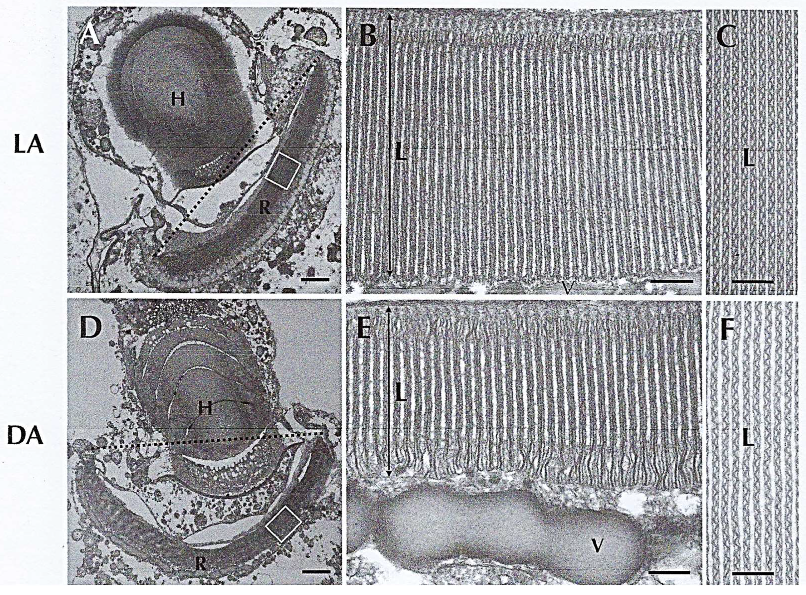 Microorganisms 13 00969 g024