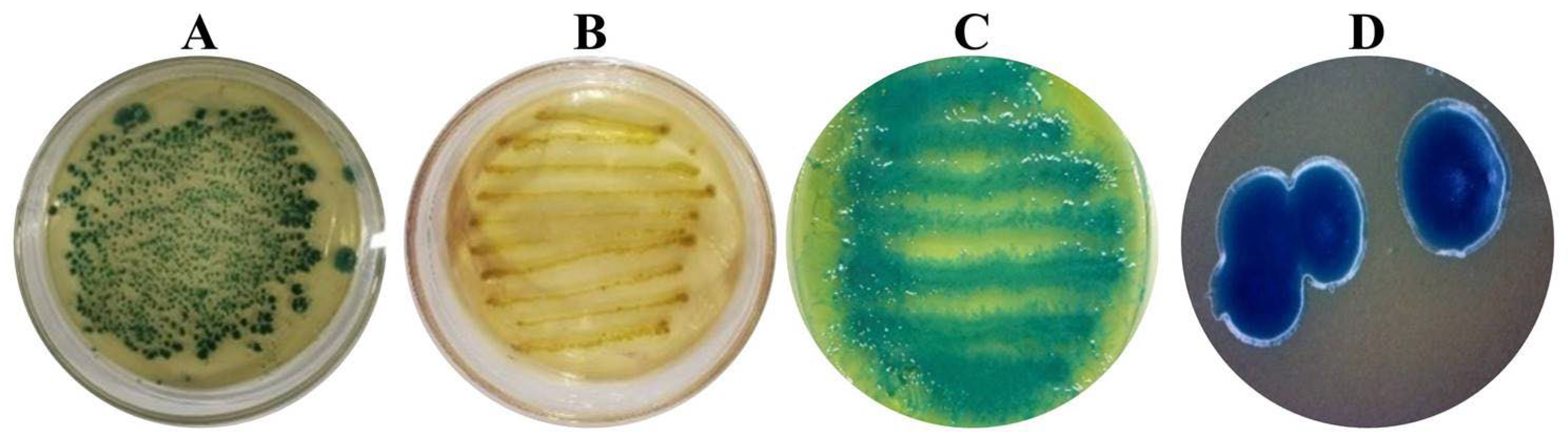 Microorganisms 13 00971 g002 Microorganisms 13 00971 g002