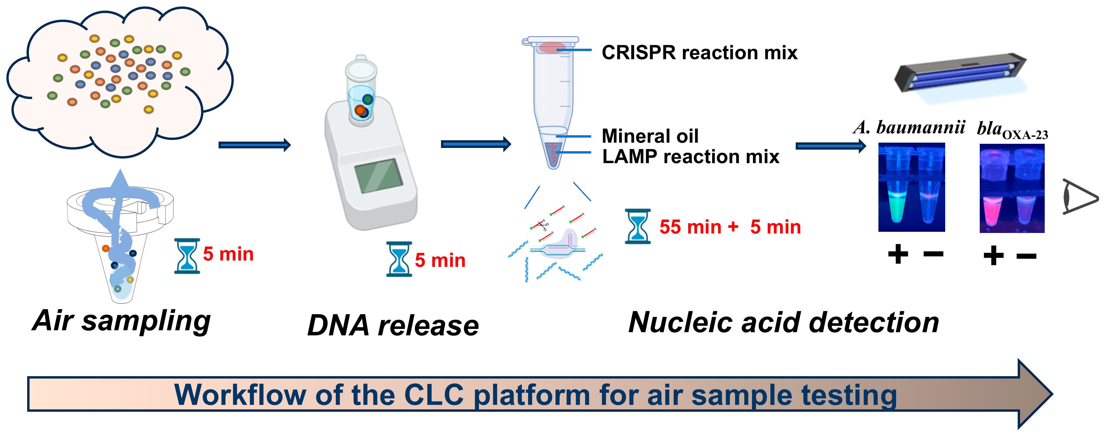 Microorganisms 13 00976 g001