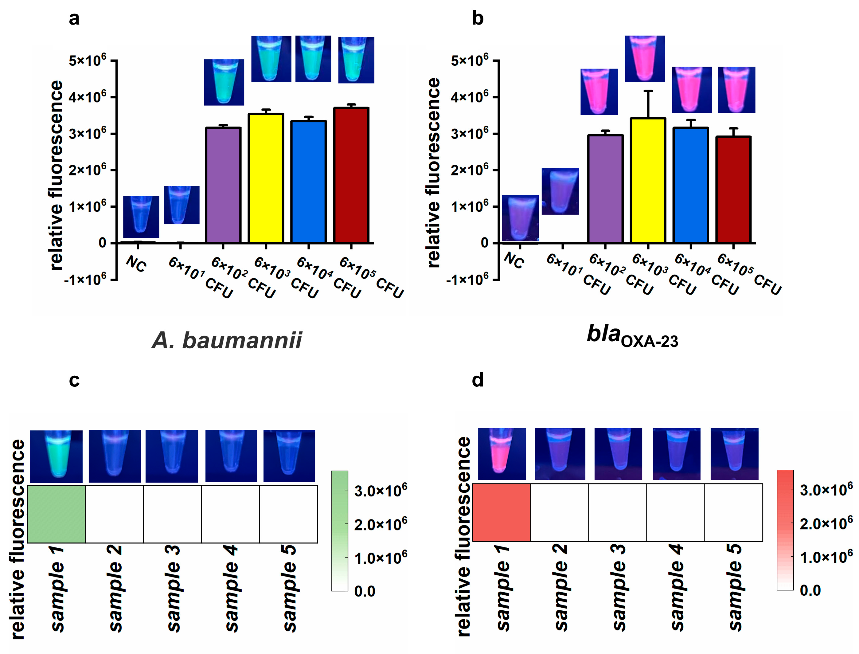 Microorganisms 13 00976 g006