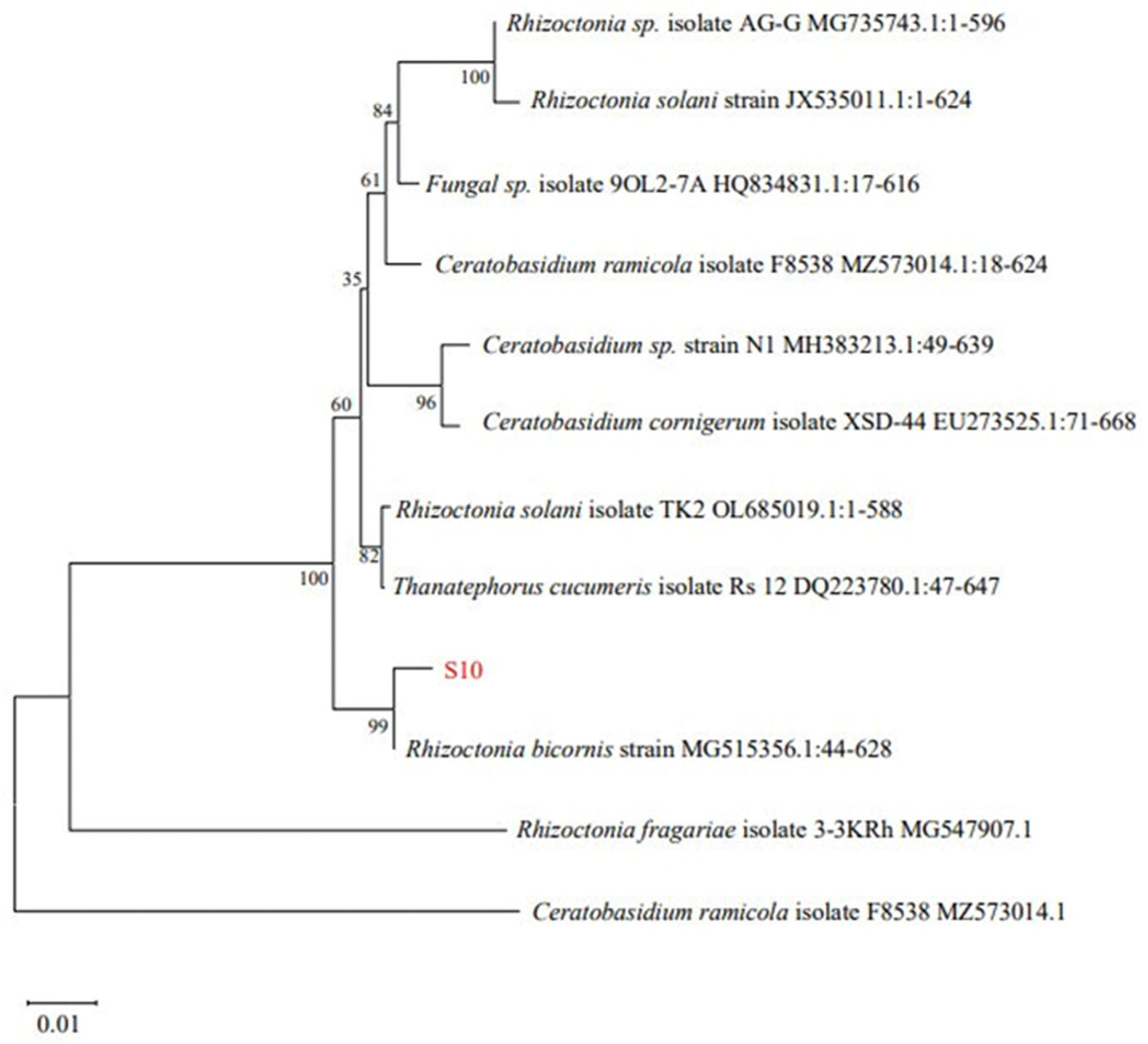 Microorganisms 13 00982 g001