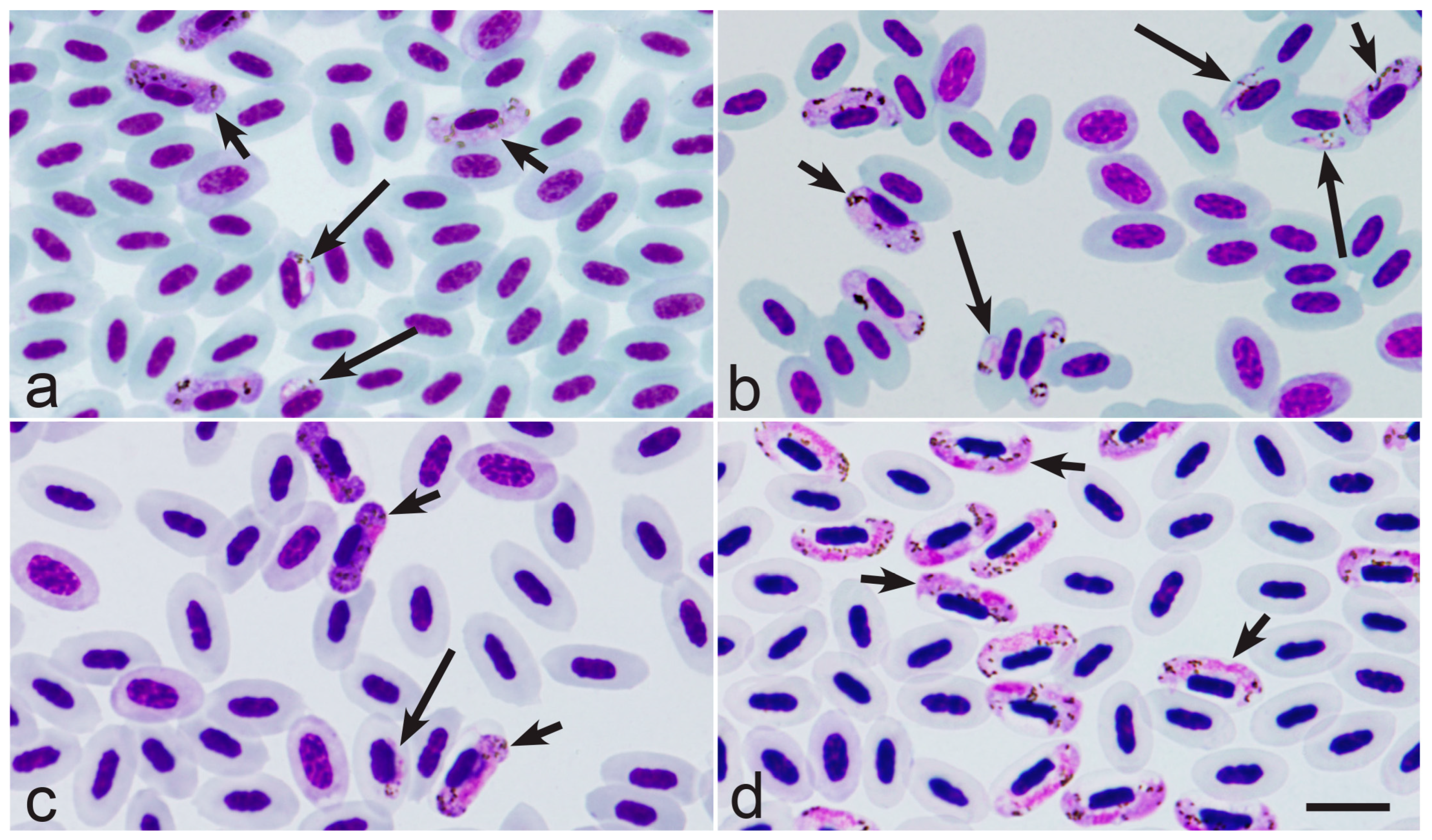 Microorganisms 13 00987 g001