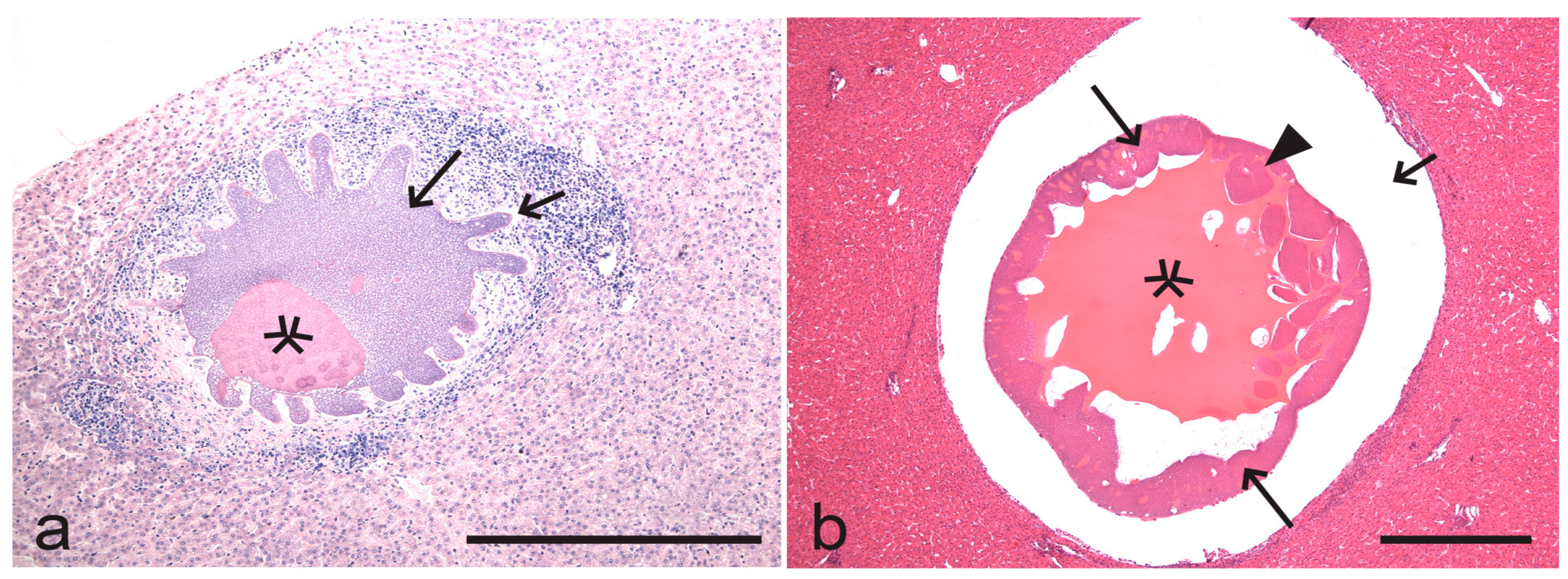 Microorganisms 13 00987 g003