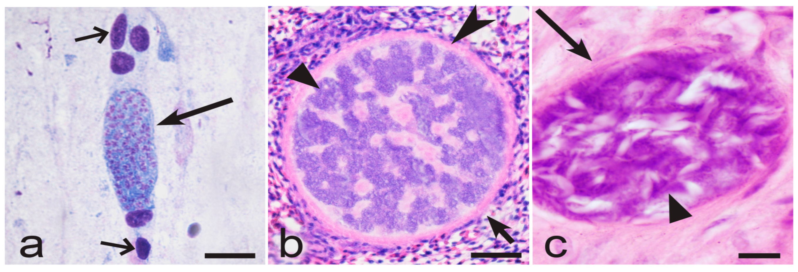 Microorganisms 13 00987 g004