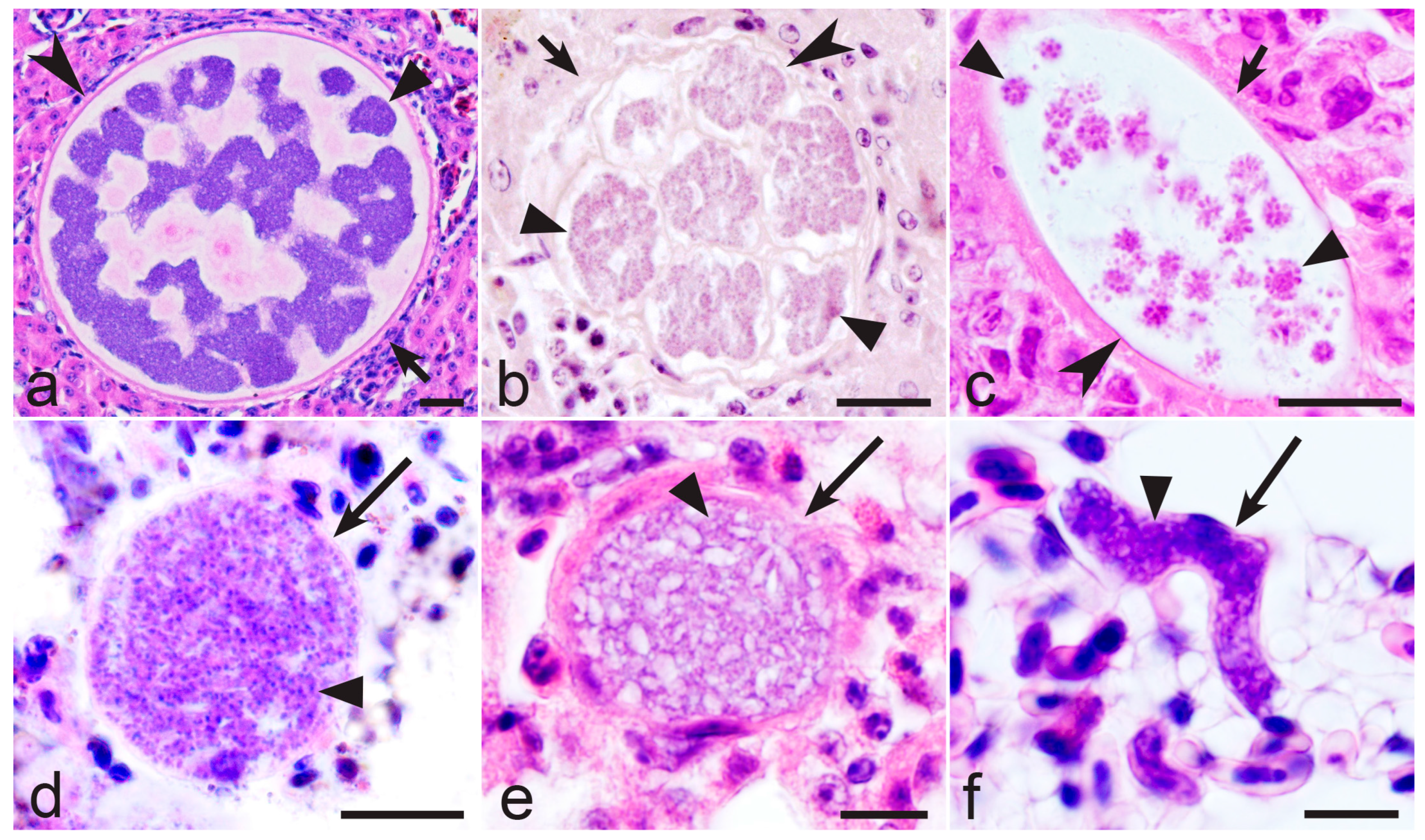 Microorganisms 13 00987 g005