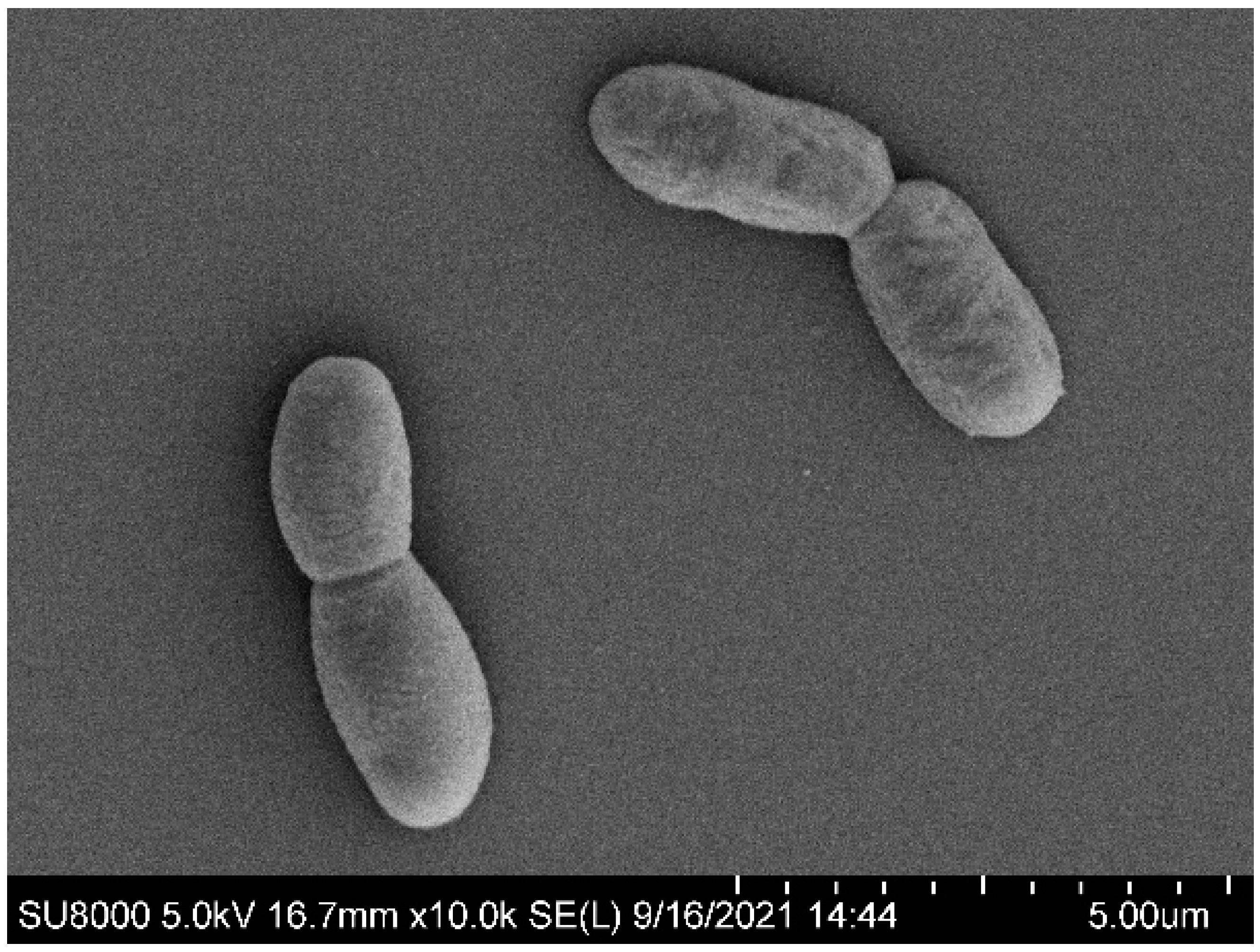 Microorganisms 13 00993 g001