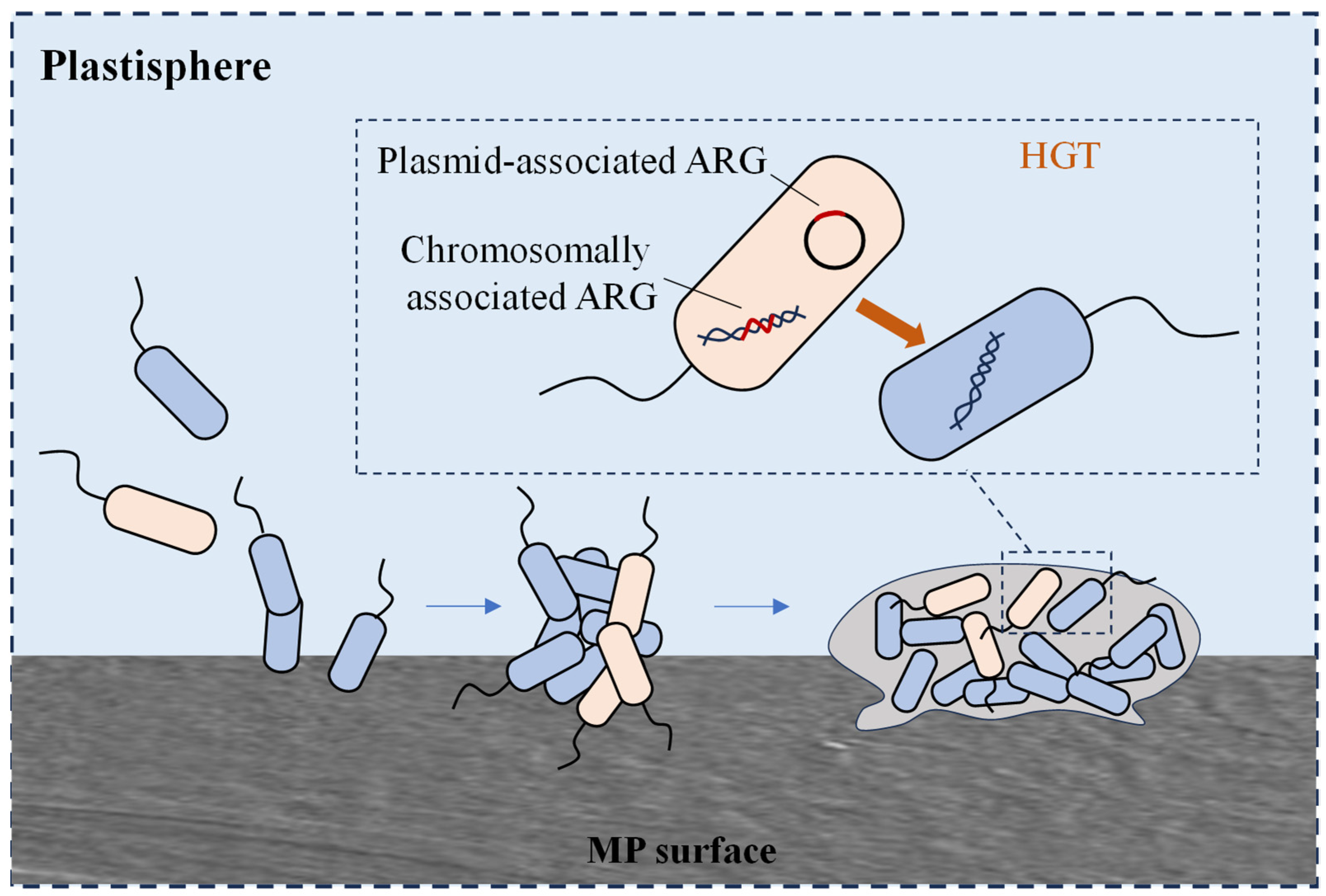 Microorganisms 13 00997 g003