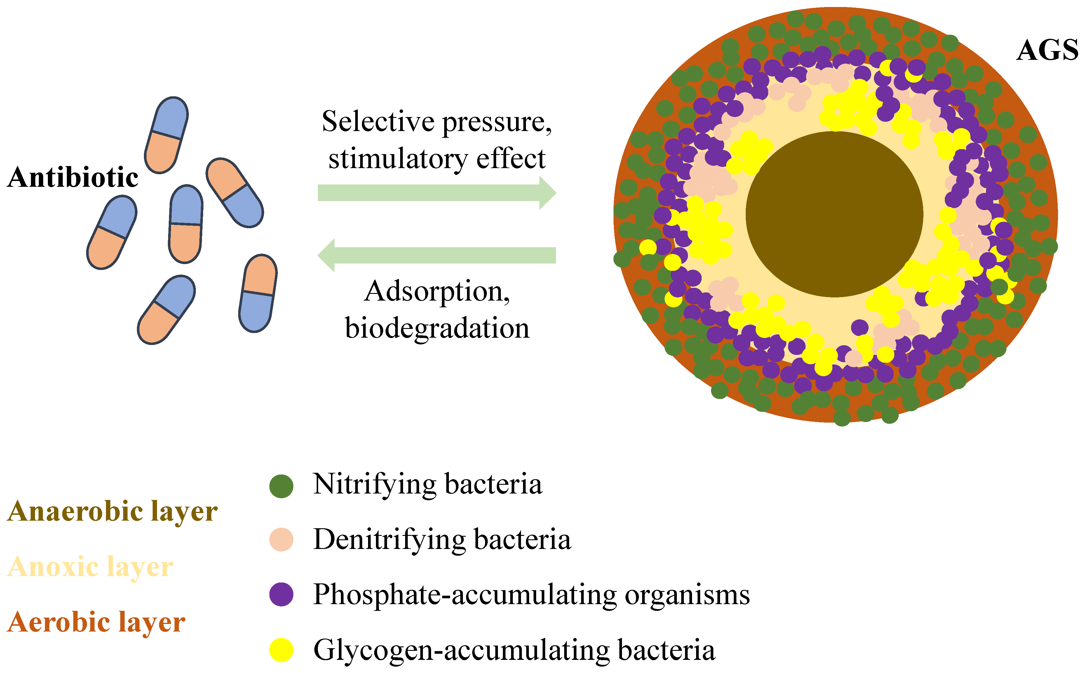 Microorganisms 13 00997 g004