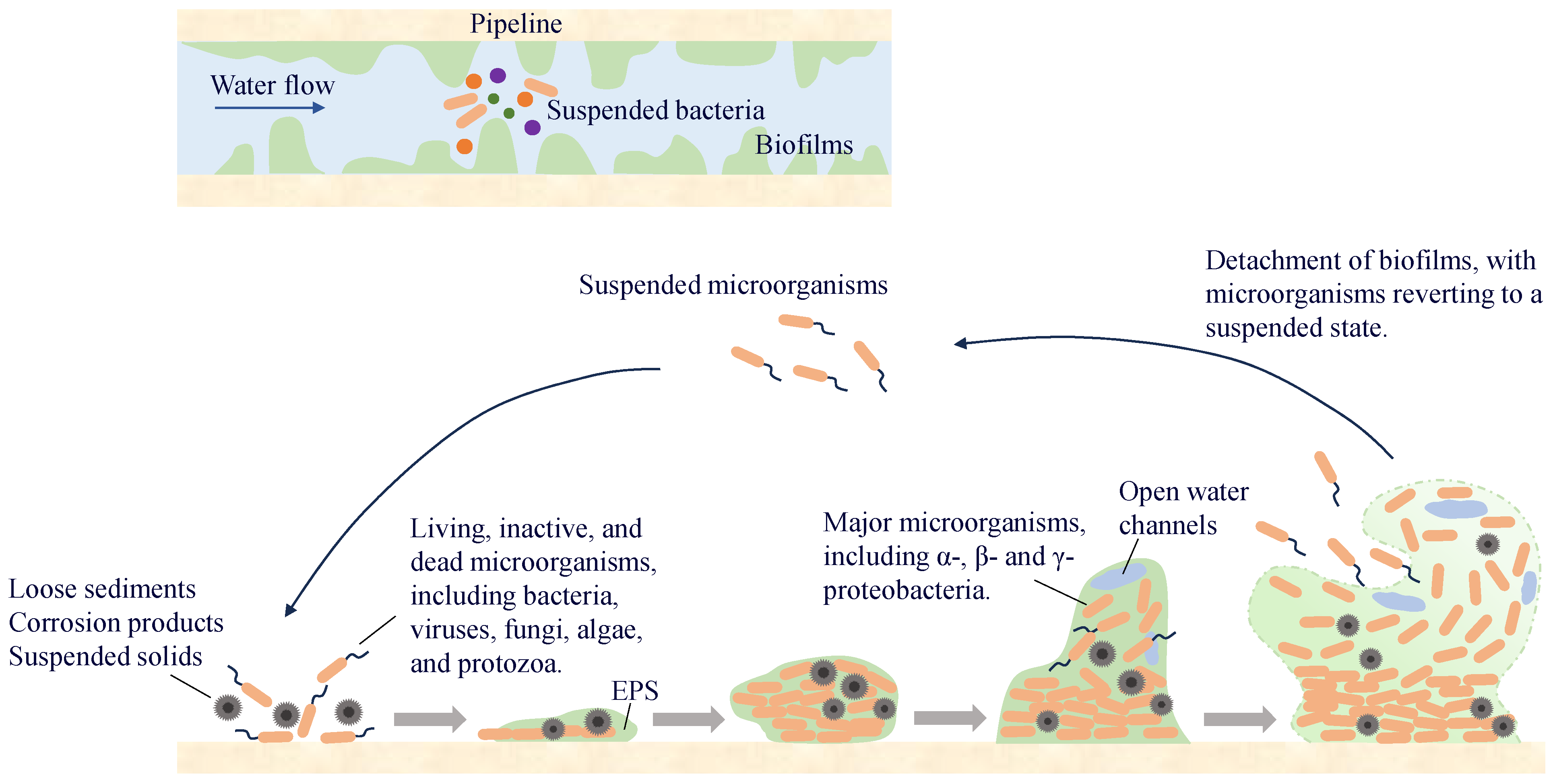 Microorganisms 13 00997 g005
