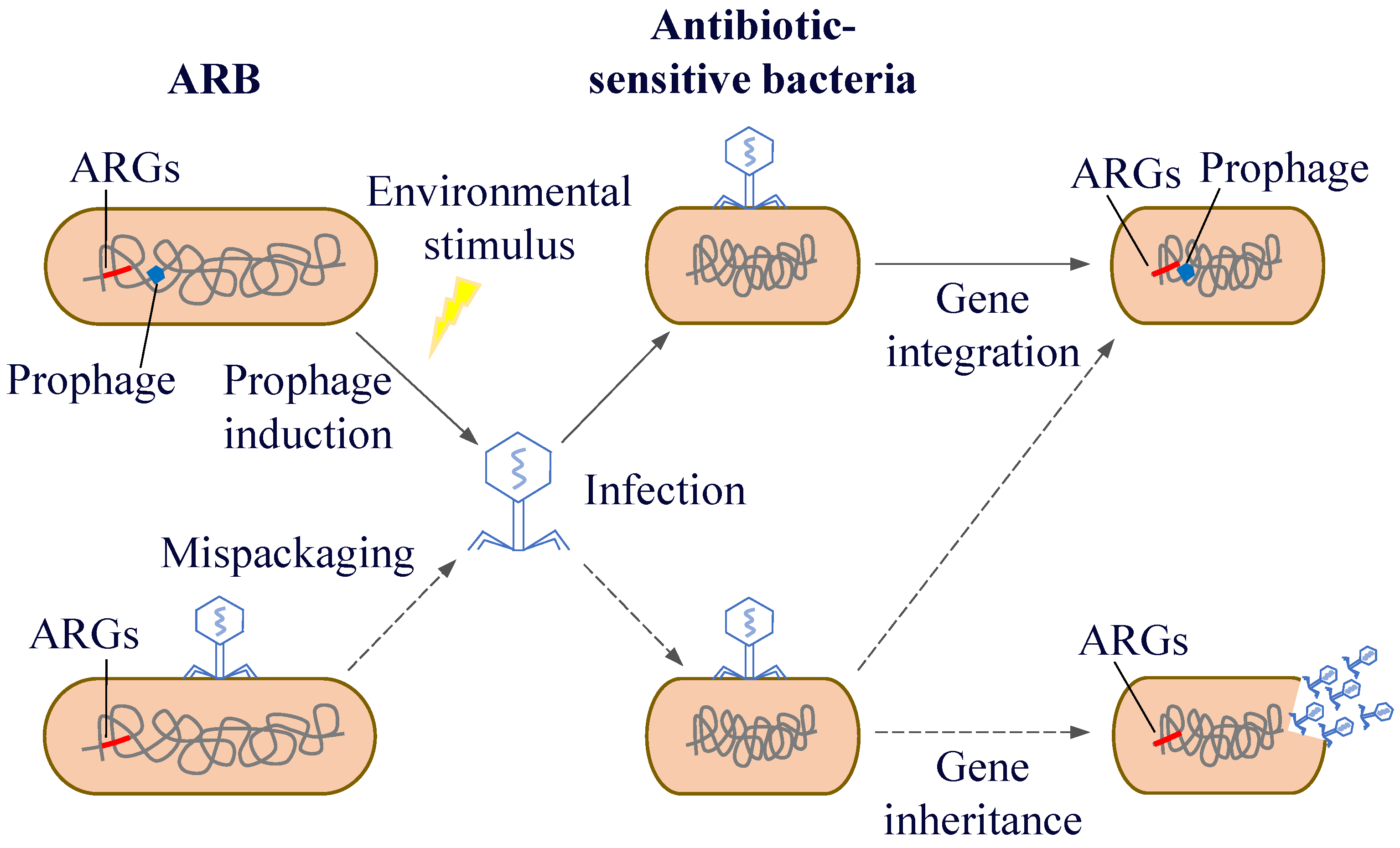 Microorganisms 13 00997 g007