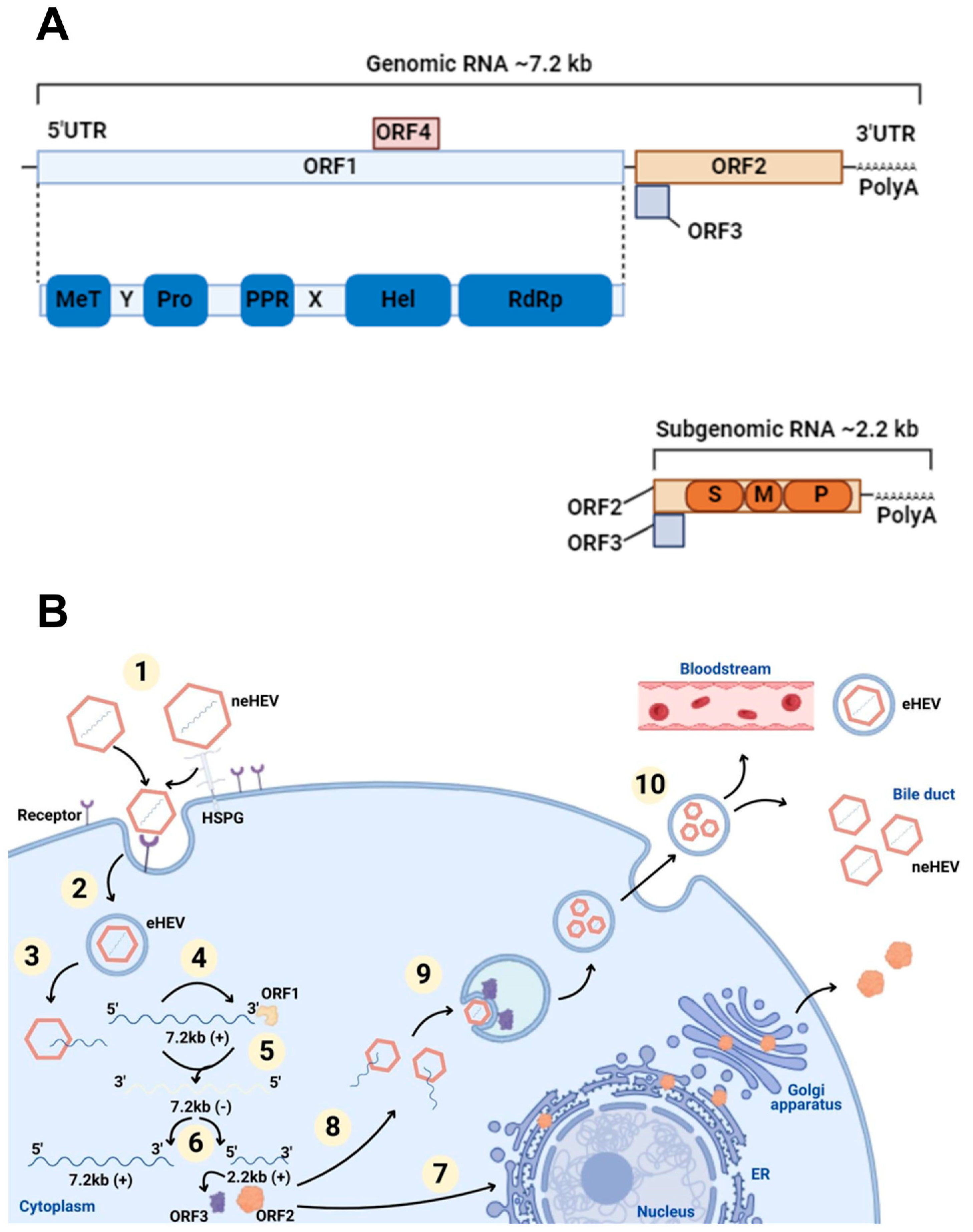 Microorganisms 13 00998 g001 Microorganisms 13 00998 g001