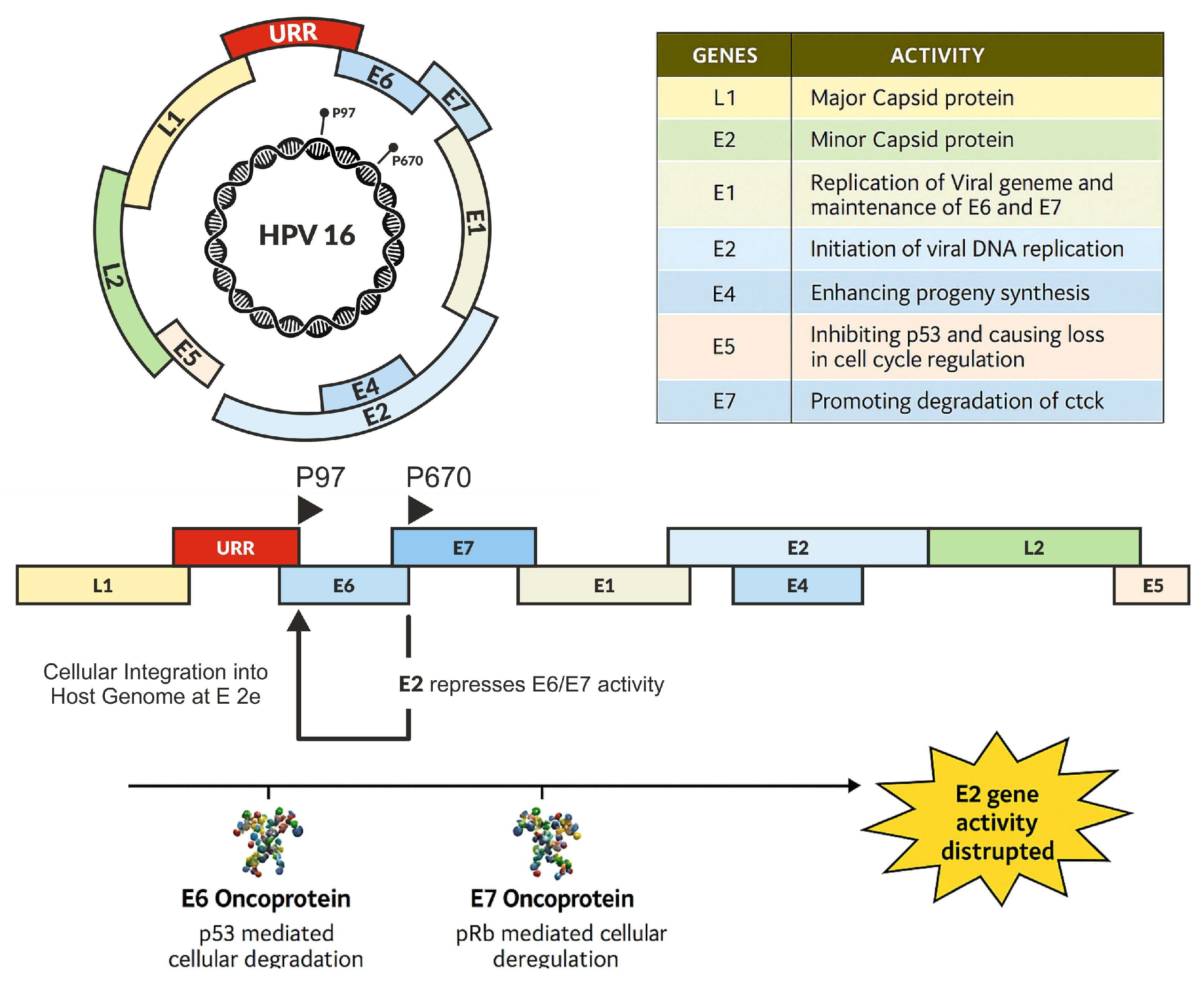 Microorganisms 13 01000 g002